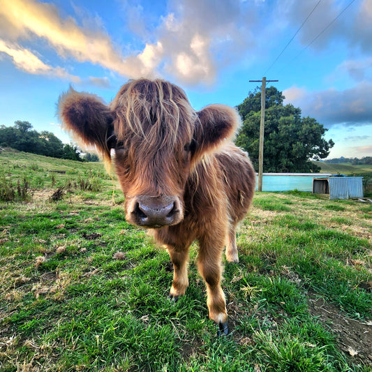 Miniature Highland Cattle