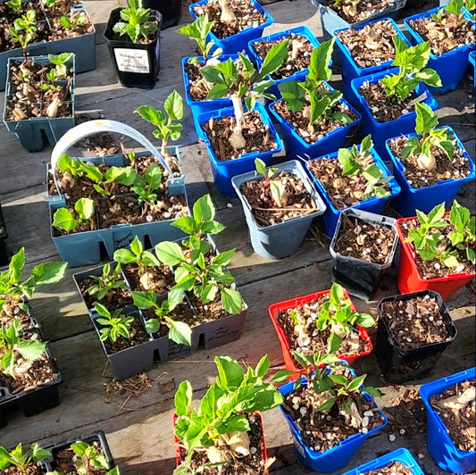 How To Plant Dahlias