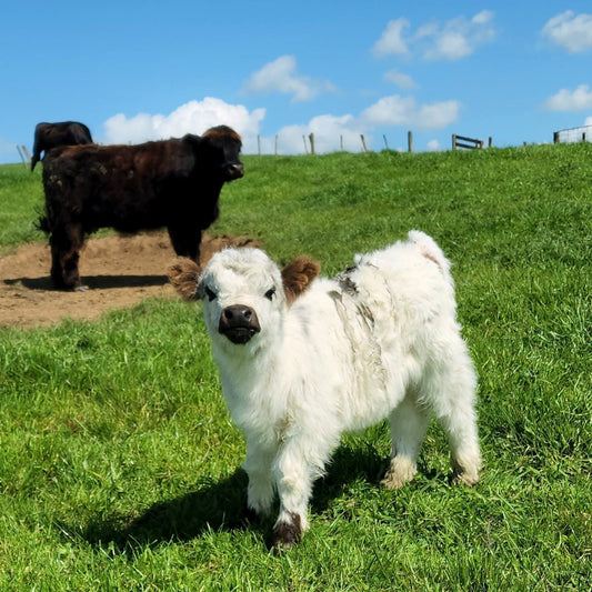Miniature Highland Galloway fluffy calf in New Zealand