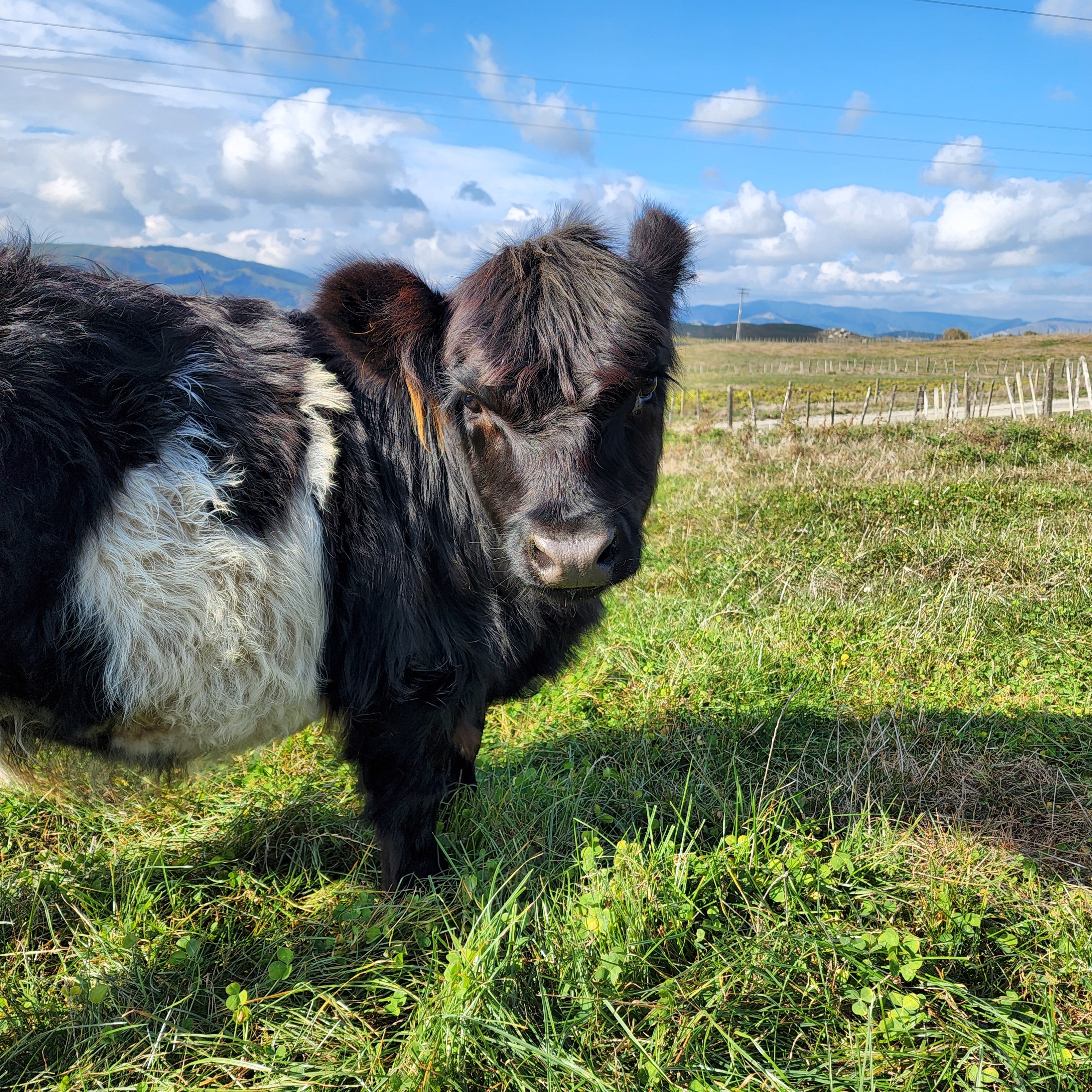 Miniature Highland Belted Galloway Calf