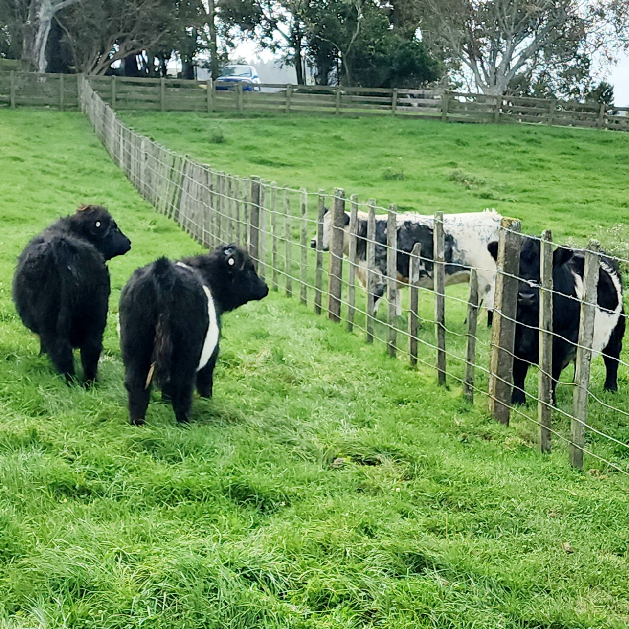 Miniature Highland Belted Galloway calves at Marlowe Park Miniature Cattle