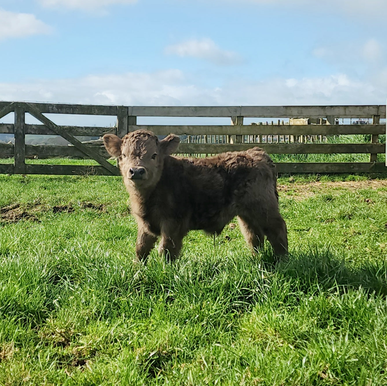 Miniature Highland Calf in Waikato NZ
