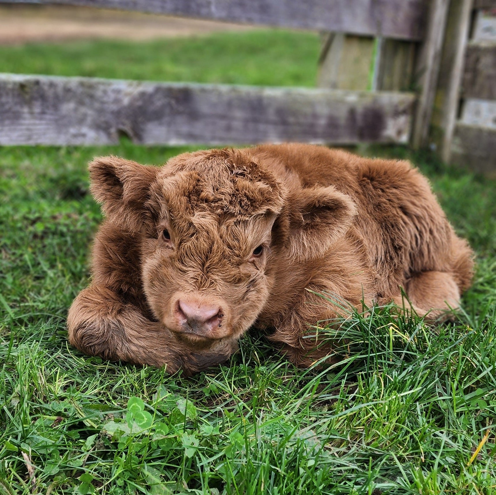 Mini Red Highland Bull Calf