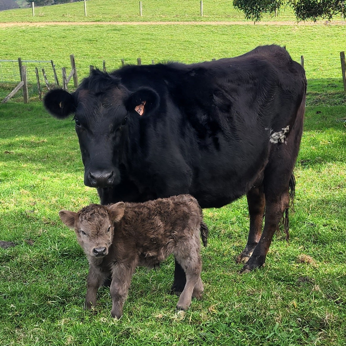 Miniature High Dex Bull Calf