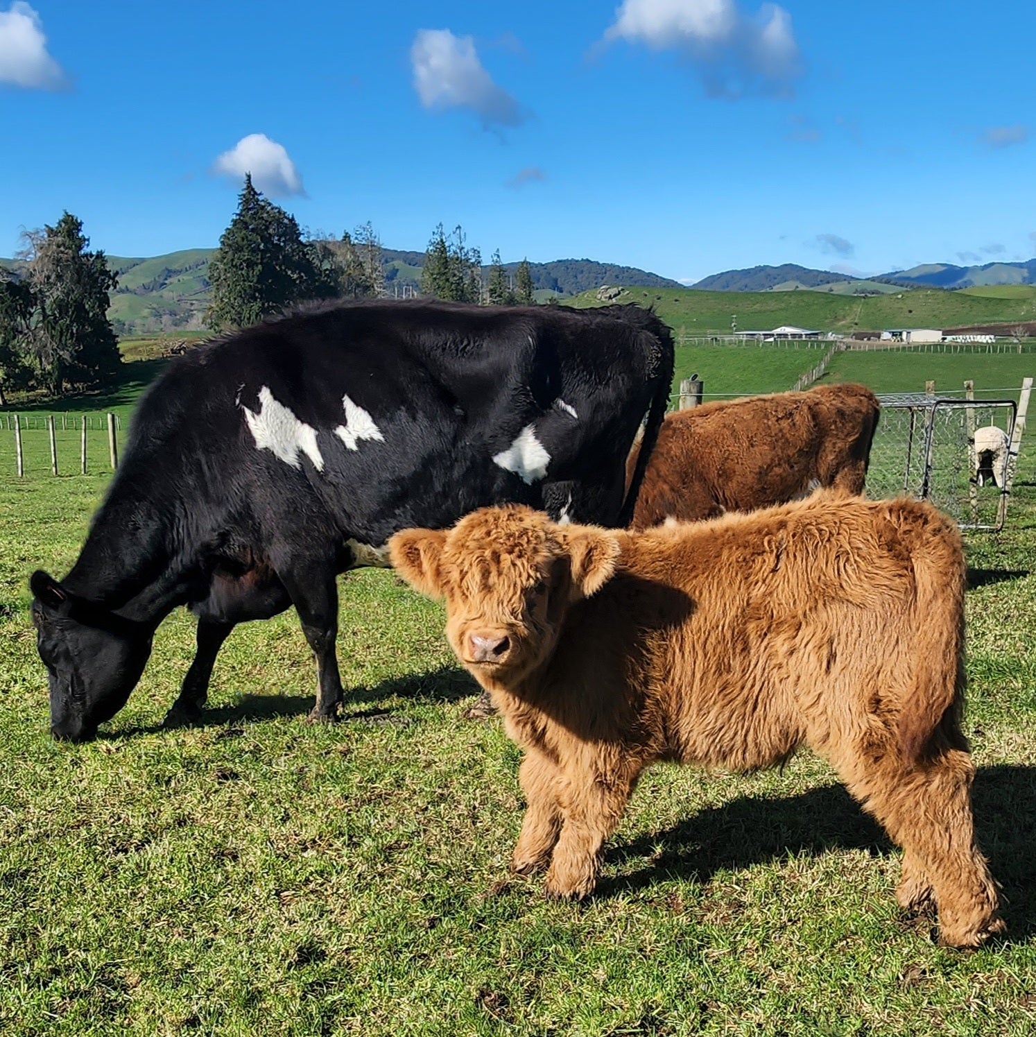 Miniature Highland calf at Marlowe Park Miniature Cattle
