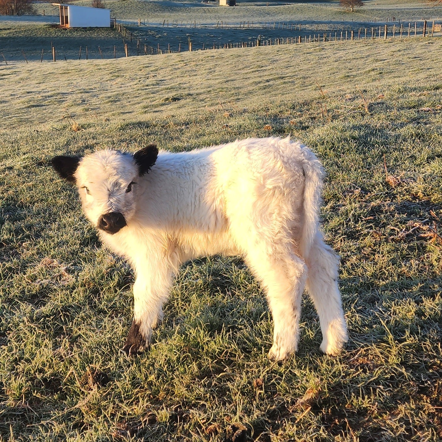 Miniature Highland Galloway Cross Calf