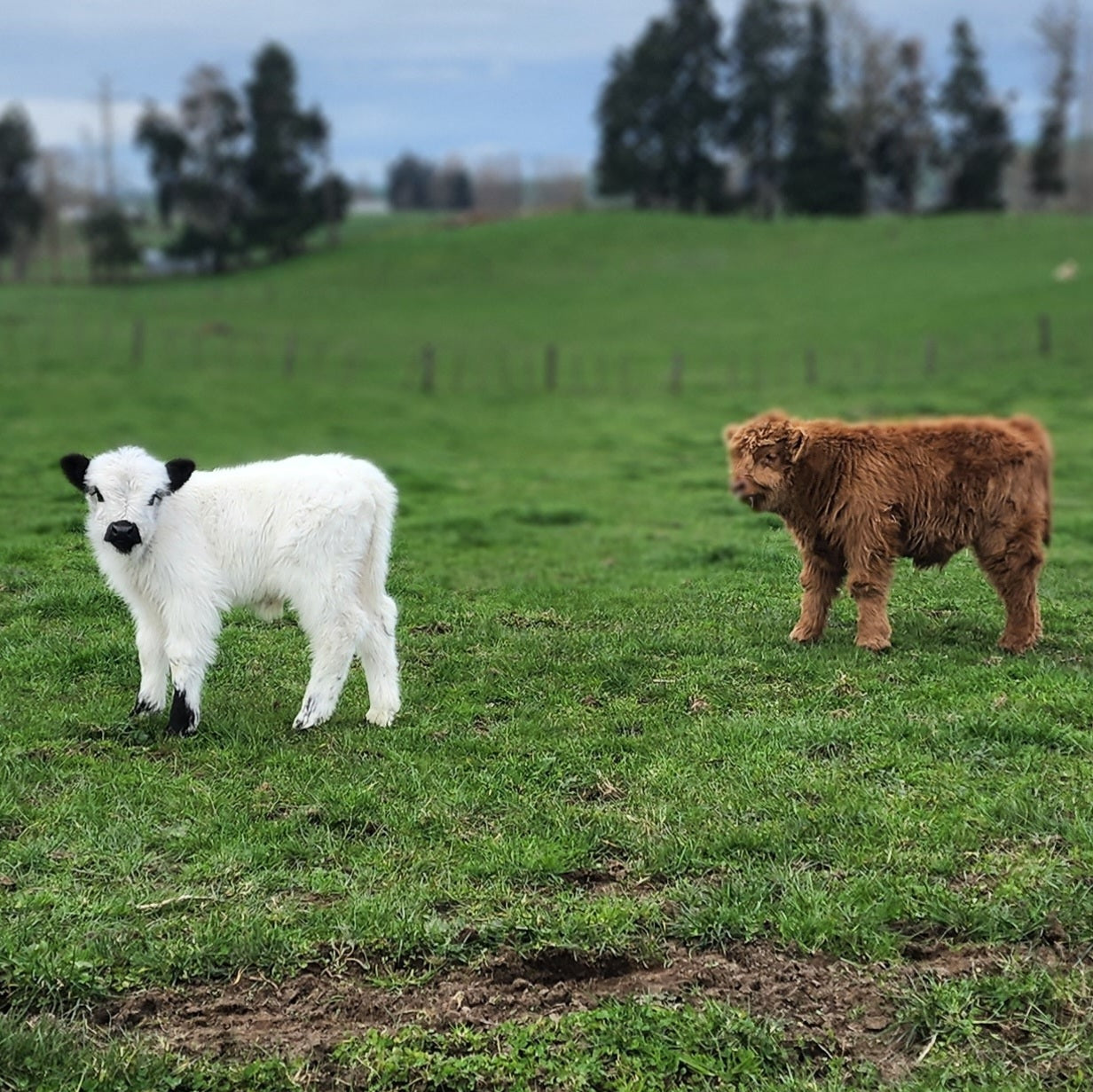 Mini Highland Galloway Cross Calves