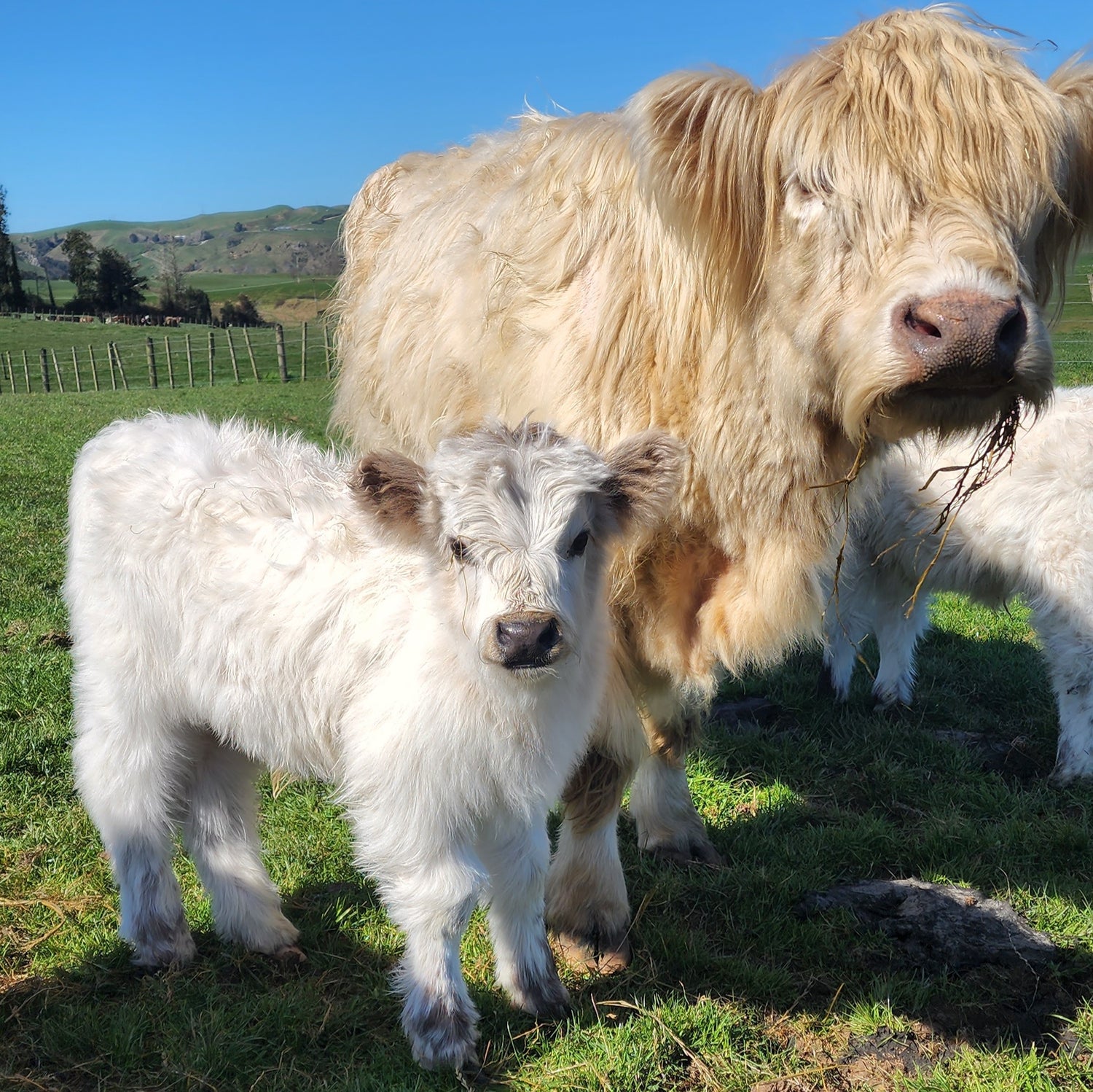 Miniature White Galloway cross Highland calf