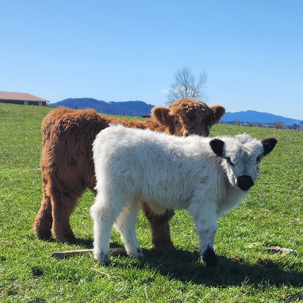 Miniature Highland White Galloway calves at Marlowe Park Miniature Cattle