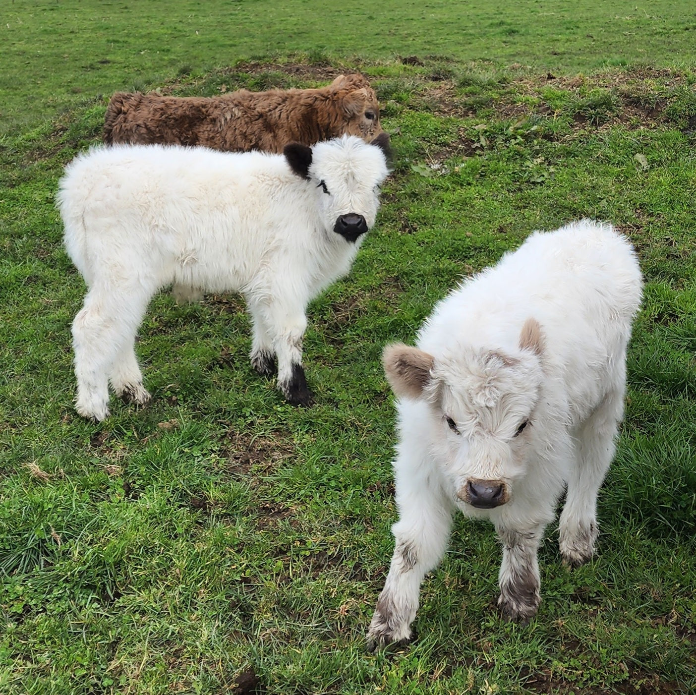 Mini Highland Galloway Calves