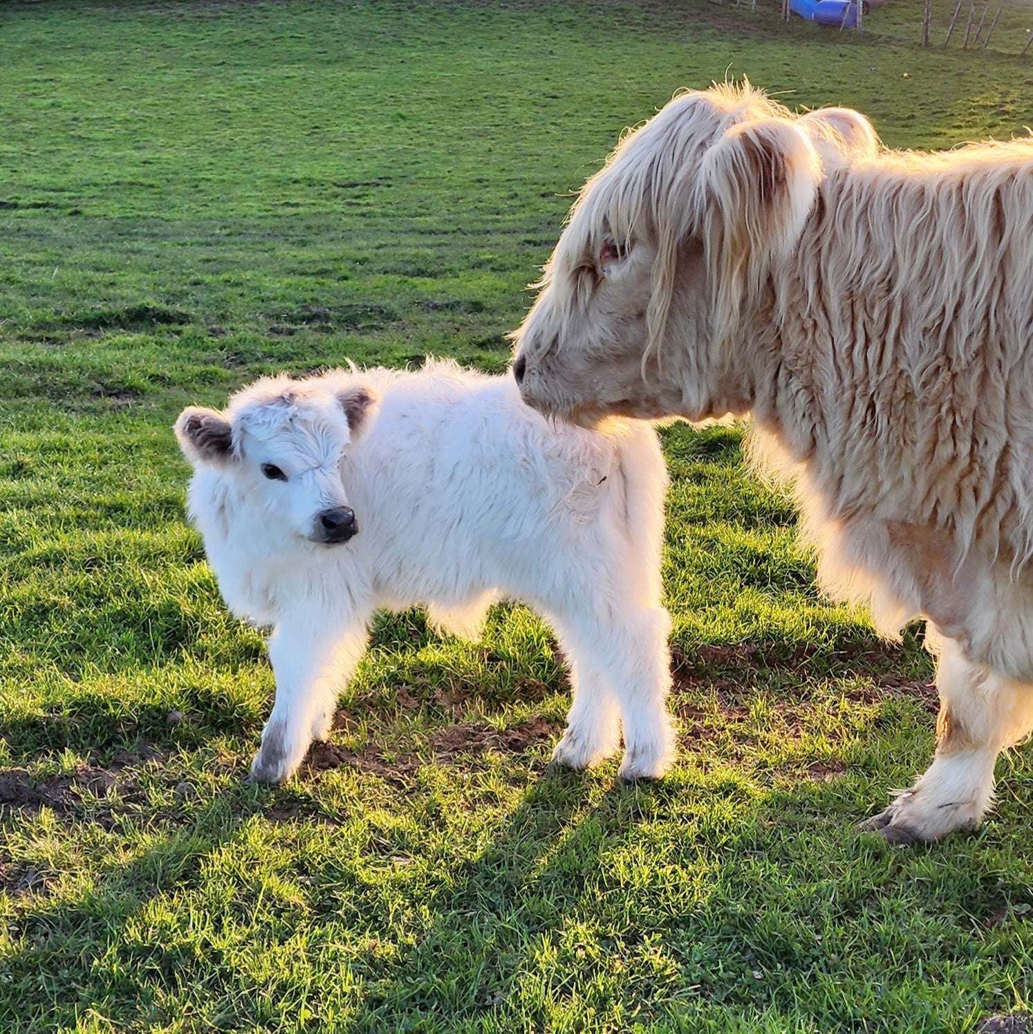 Mini Galloway Highland Calf