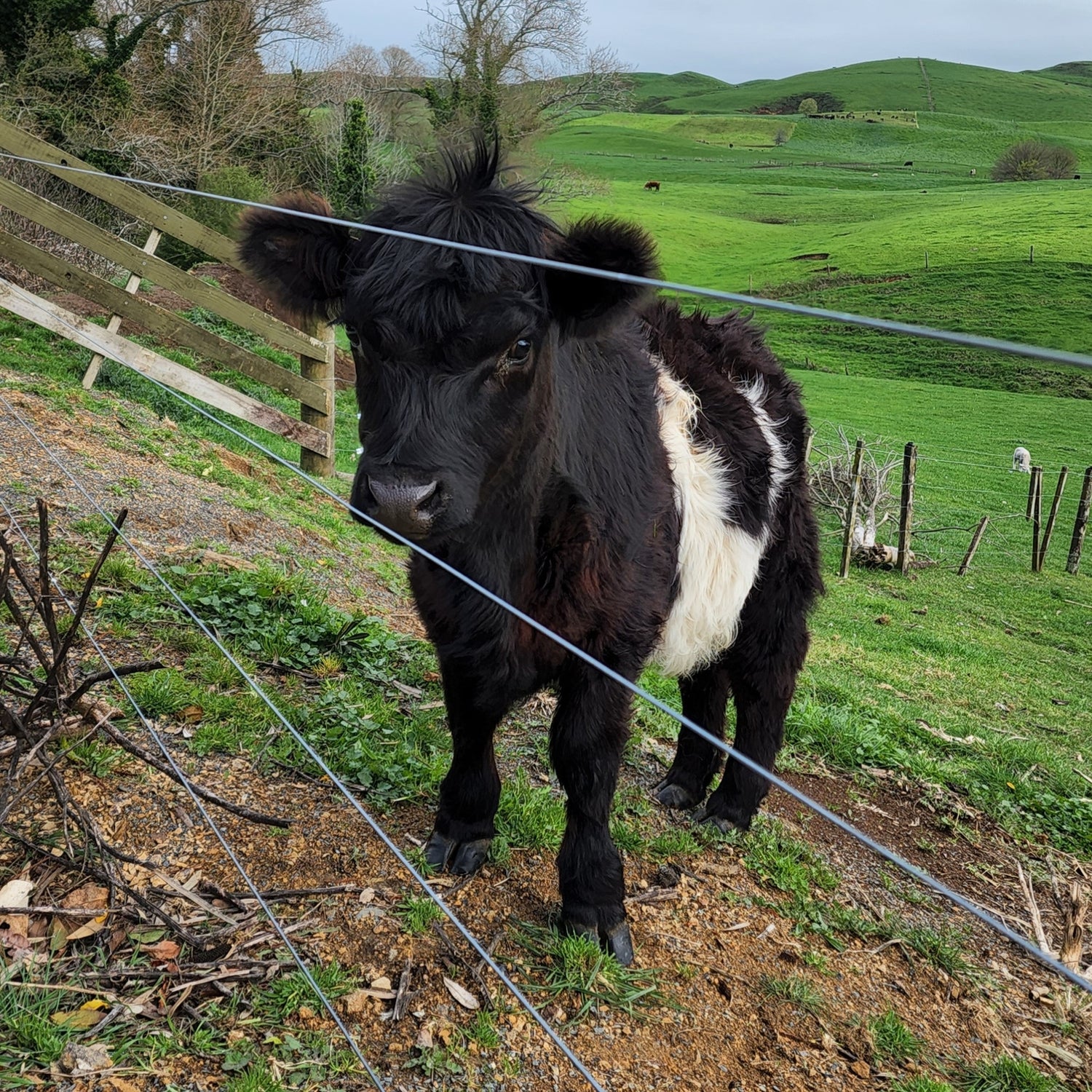 Miniature Highland Belted Galloway at Marlowe Park Miniature Cattle