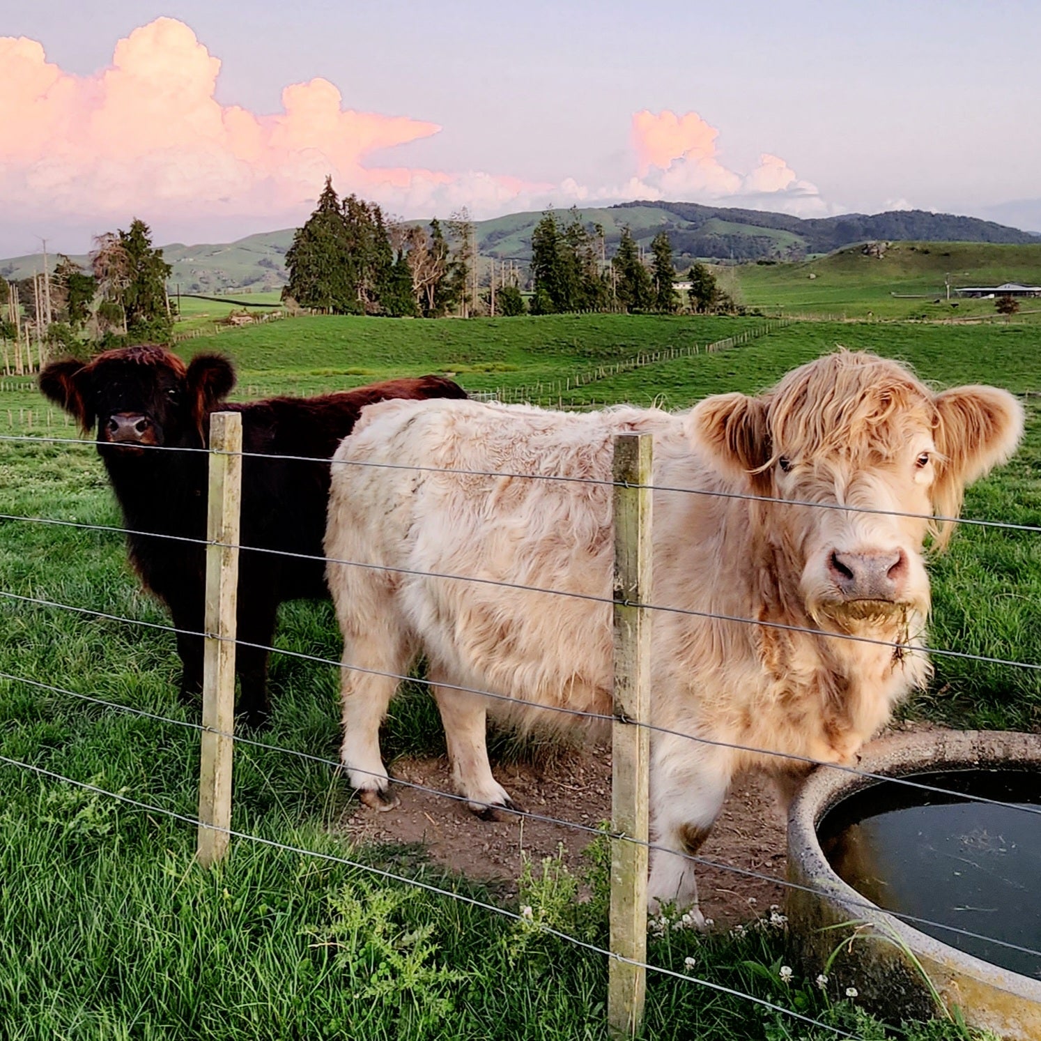 White mid size miniature Highland