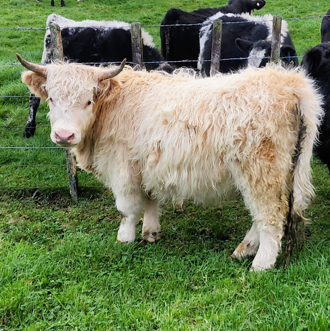 White Miniature Highland