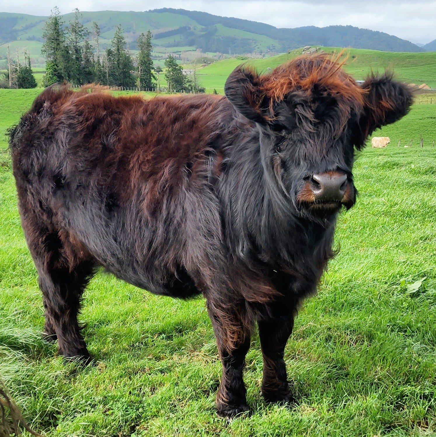 Black mid size miniature Highland