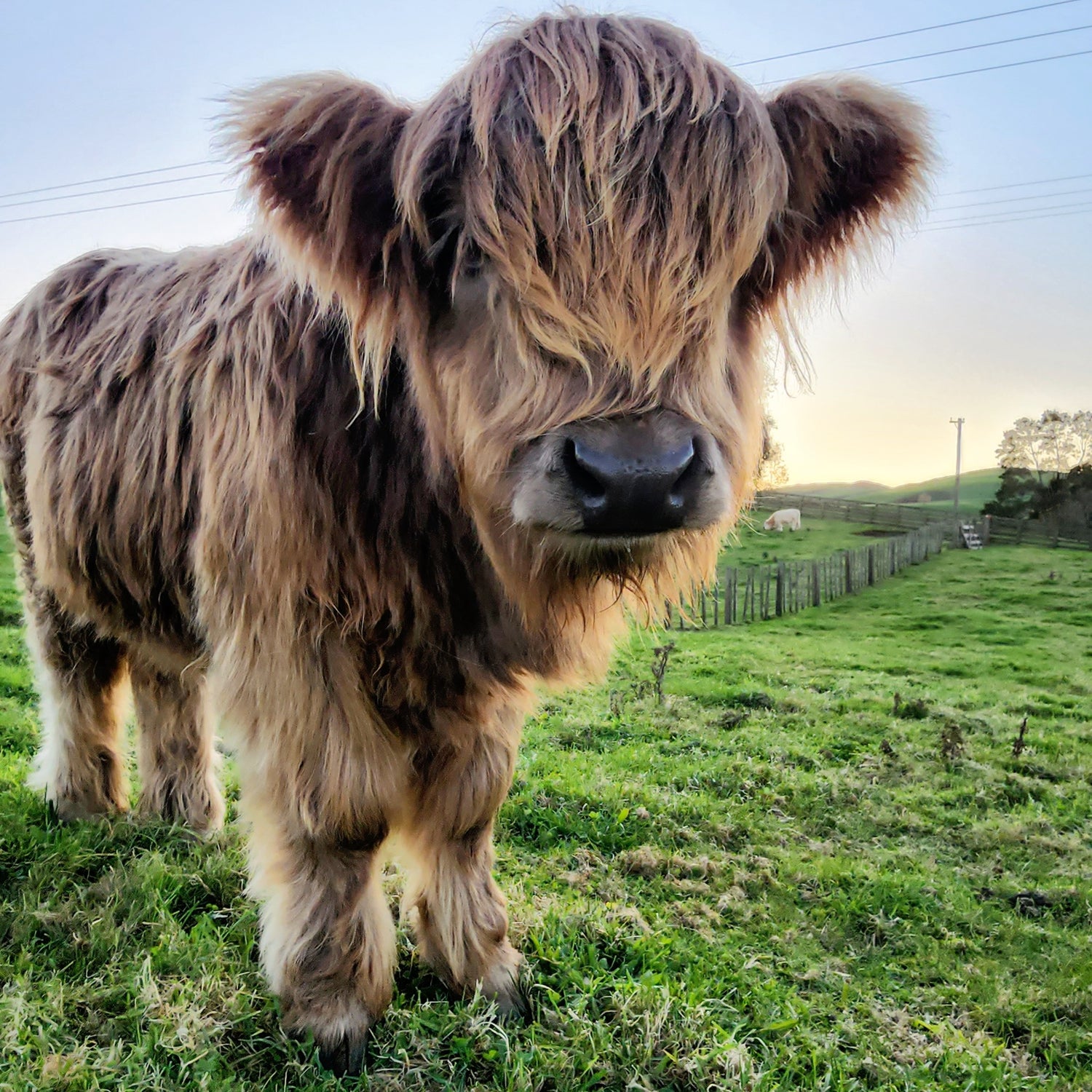 Dun mid miniature Highland