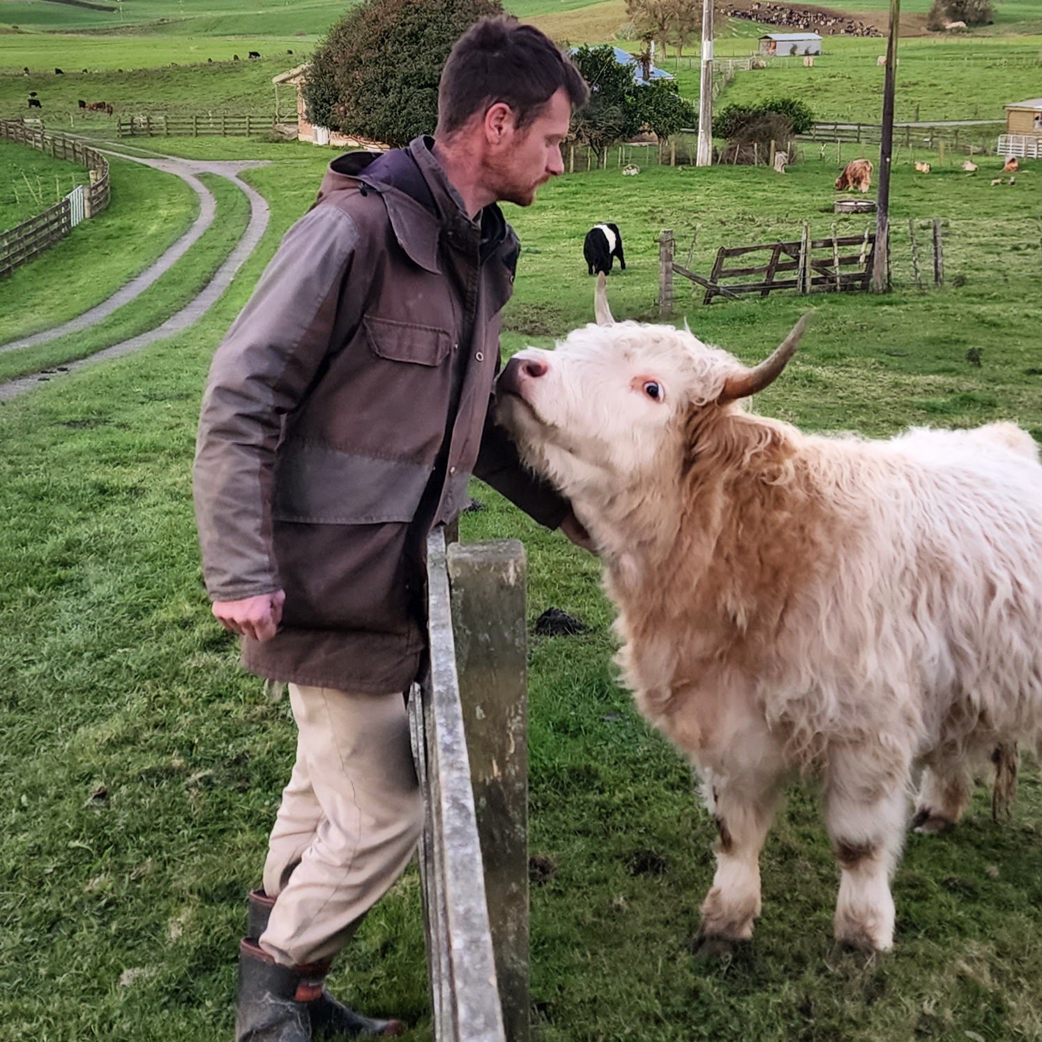 Miniature Highland Heifer