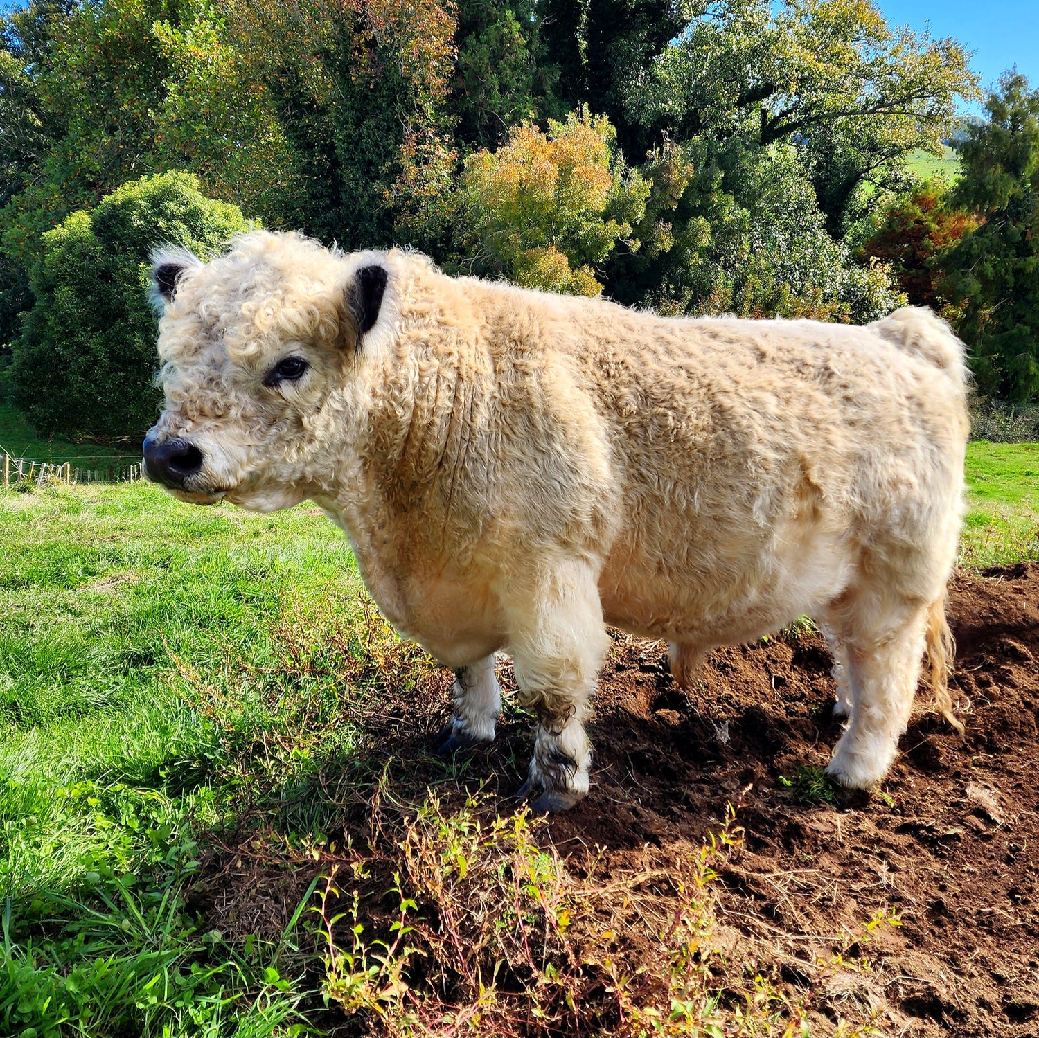 Boris the Miniature Galloway Bull