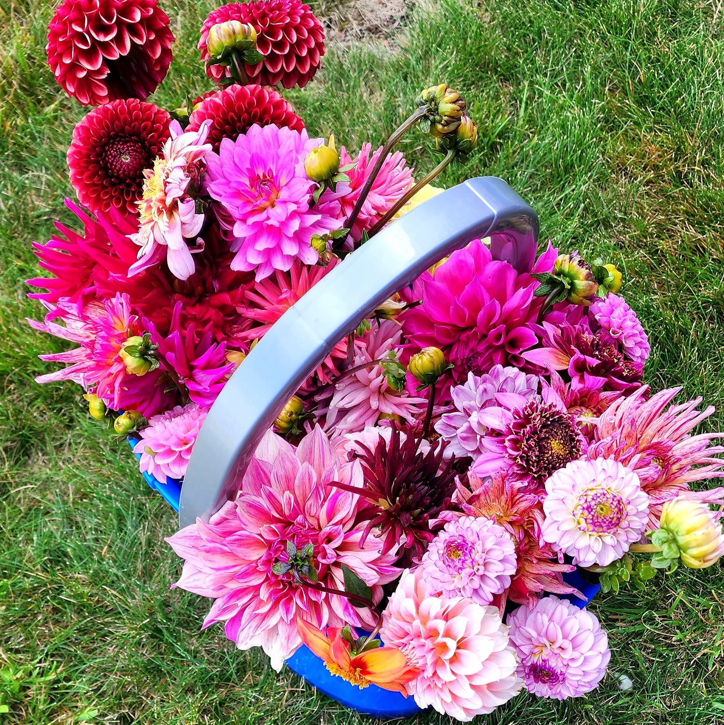 Dahlia Seeds (x25) | Party Pack