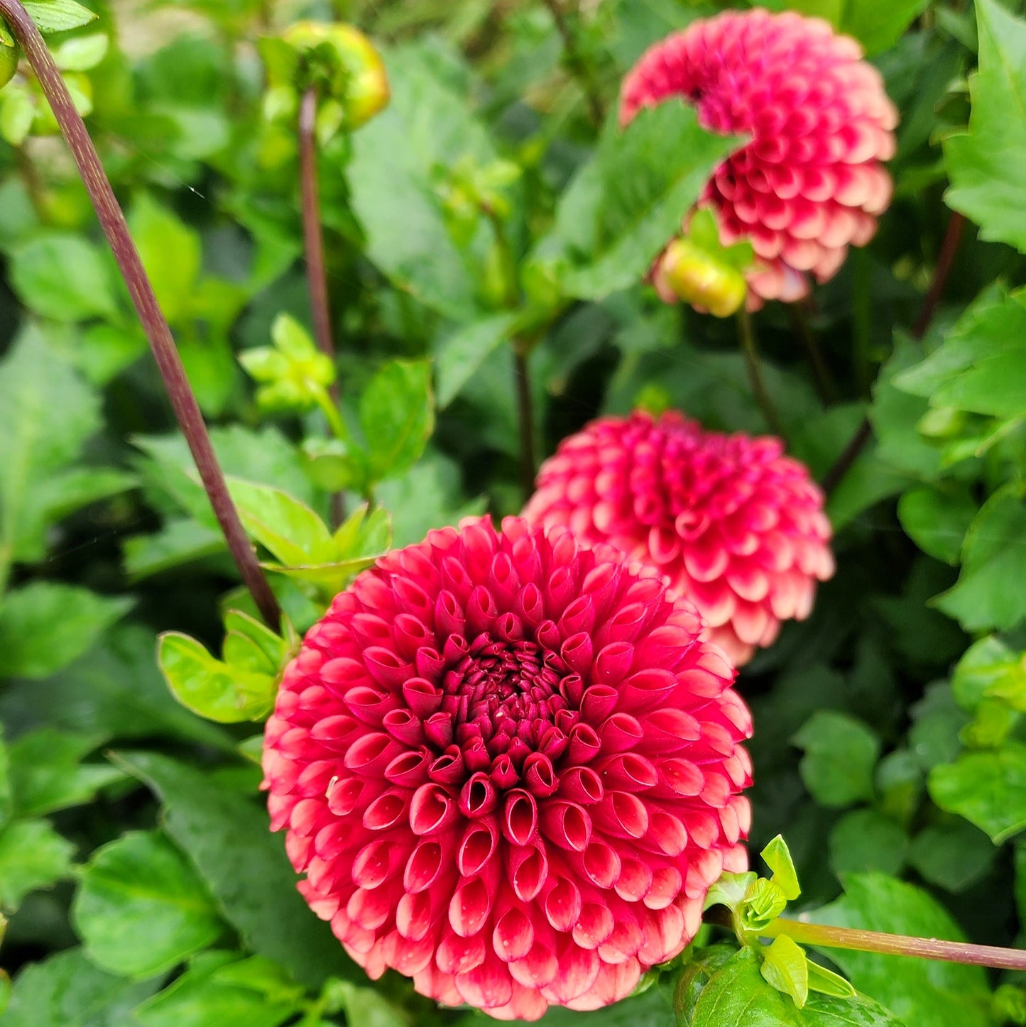 Dahlia Tuber | Copper Boy
