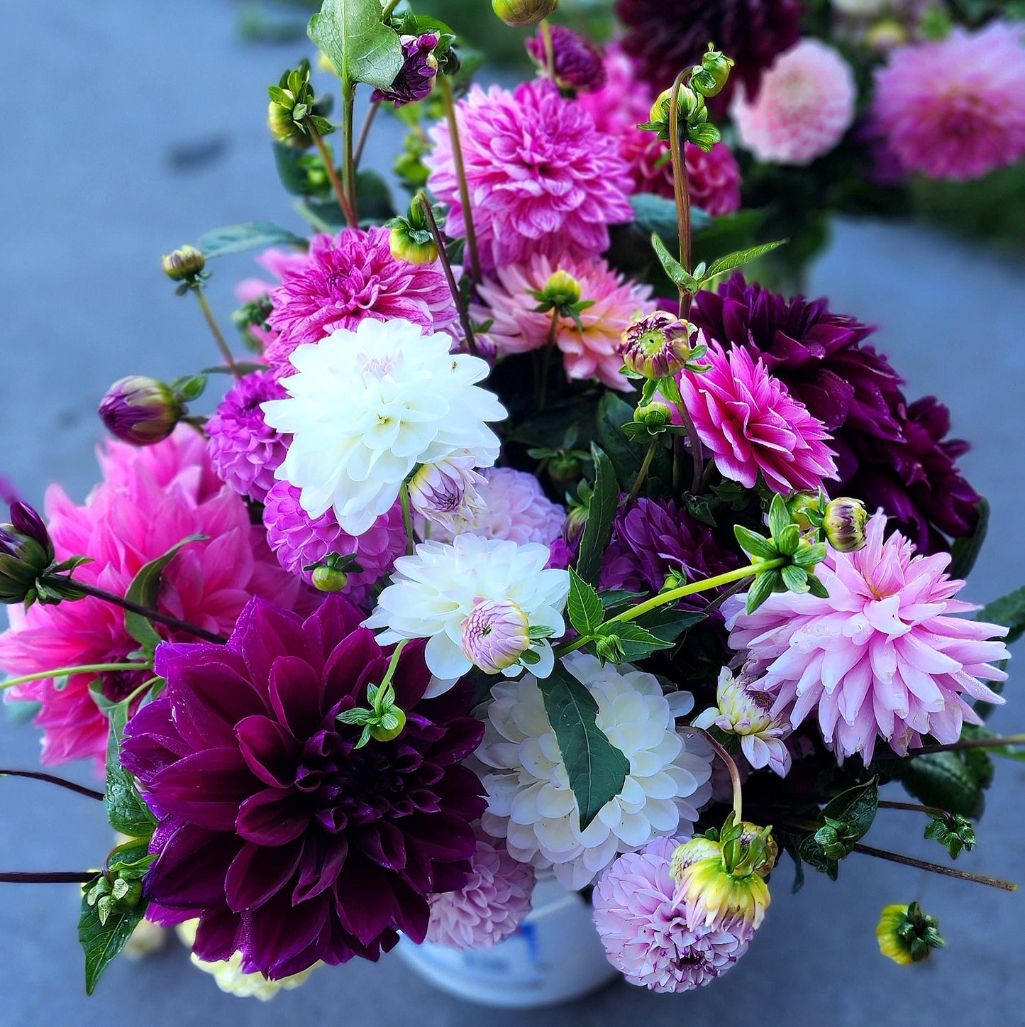 Dahlia Seeds (x25) | Party Pack