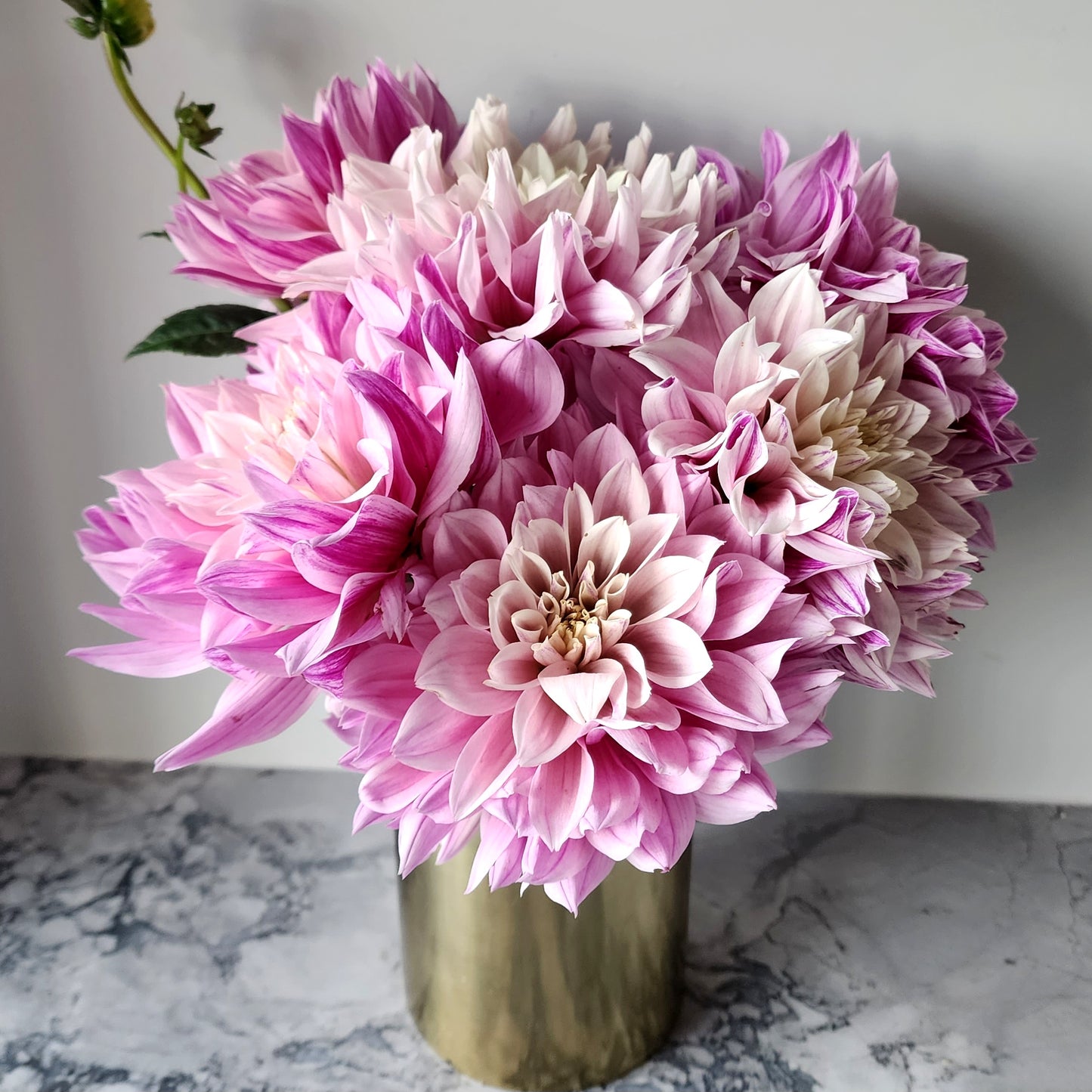 Dahlia Tuber | Labyrinth Two Tone