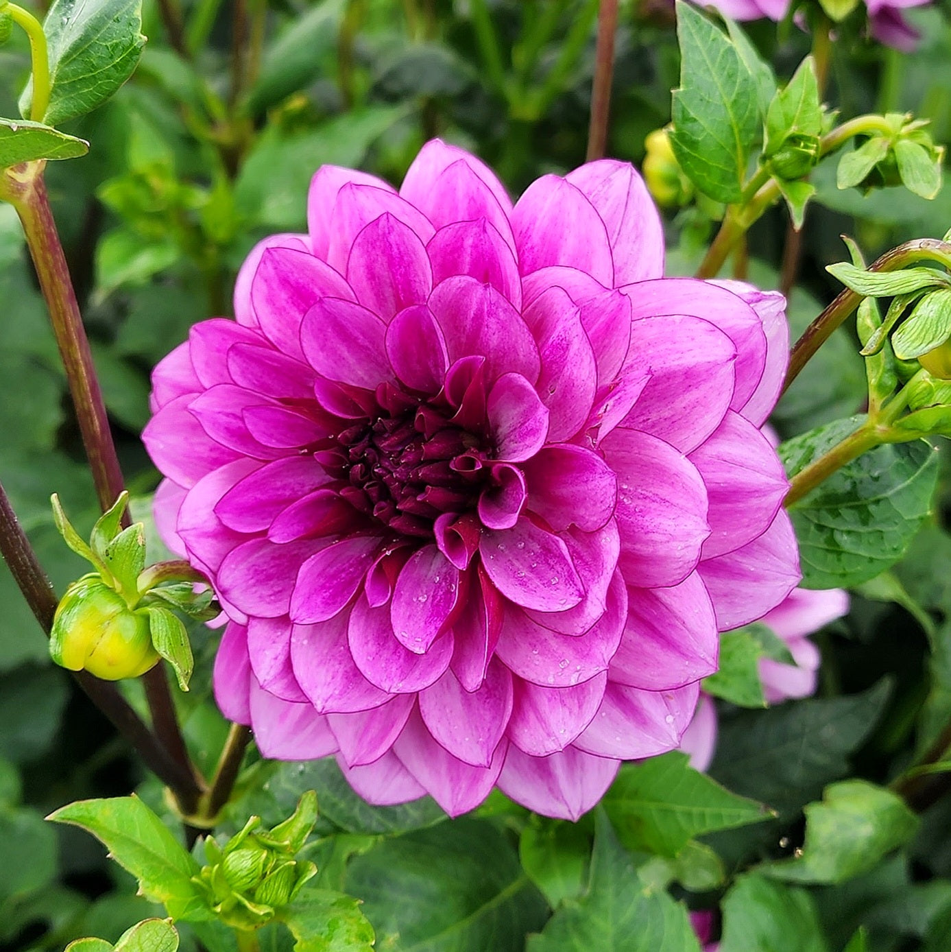 Creme de Cassis Dahlia