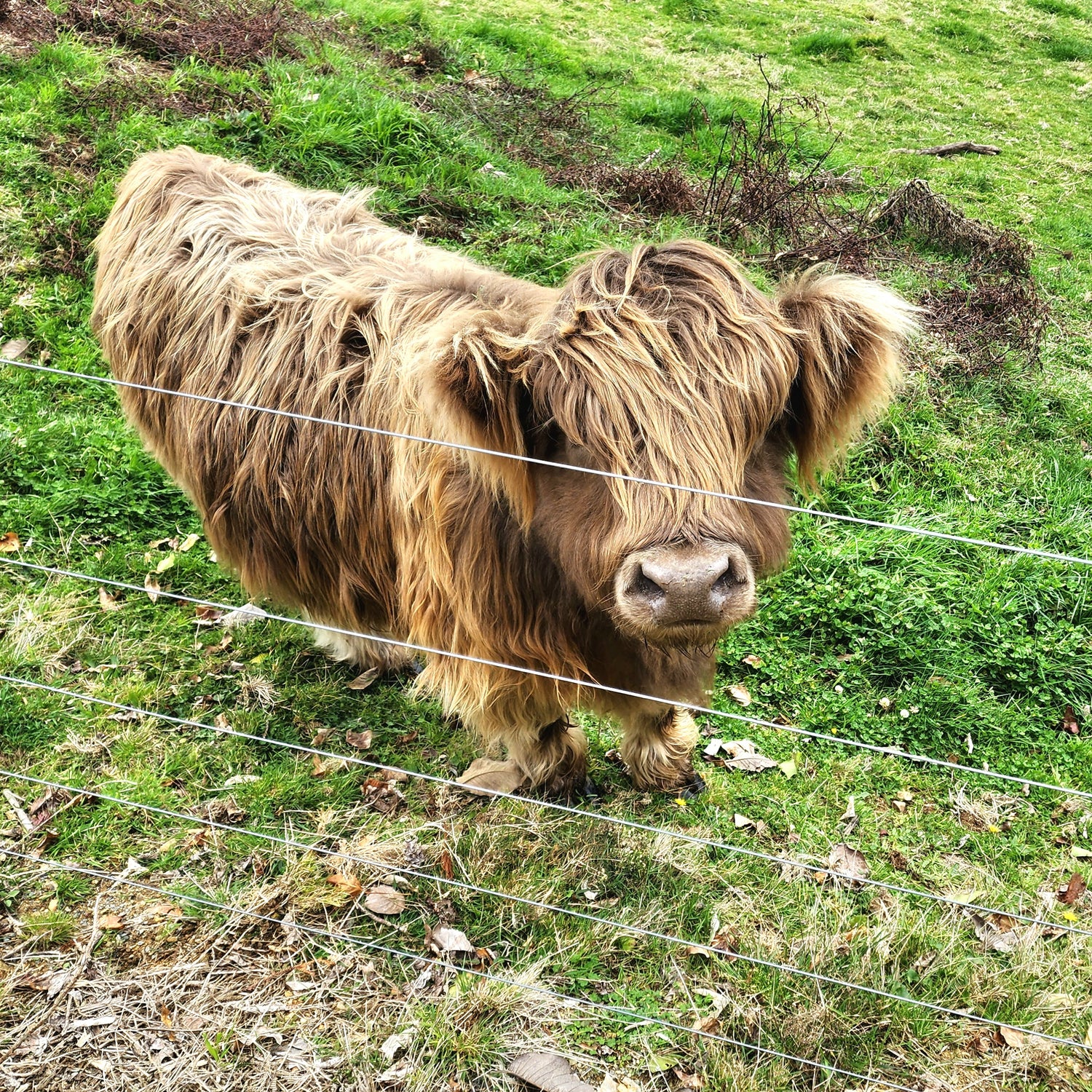 Dun Miniature Highland Cow at Marlowe Park