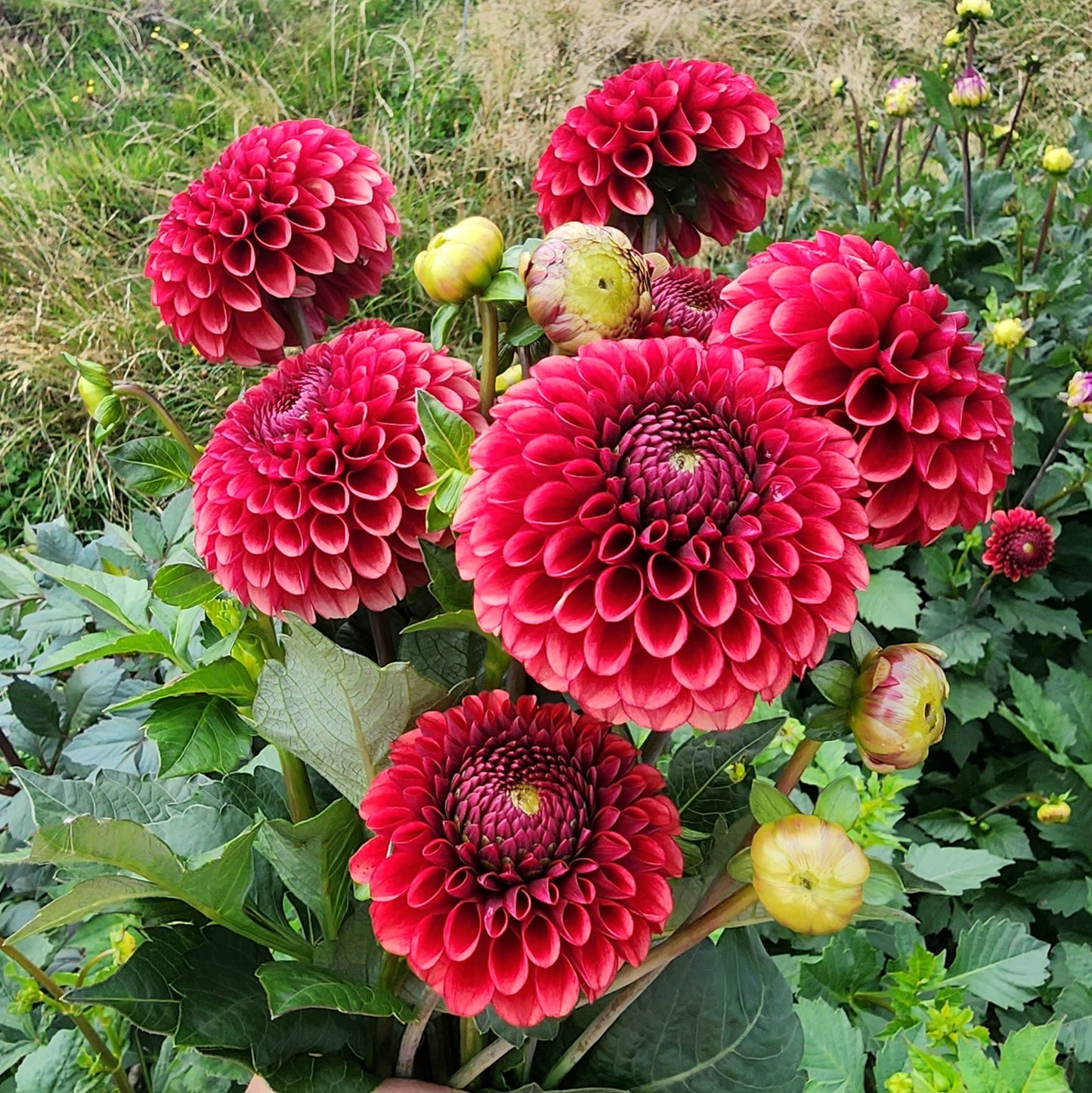 Copper Boy Dahlia Tuber