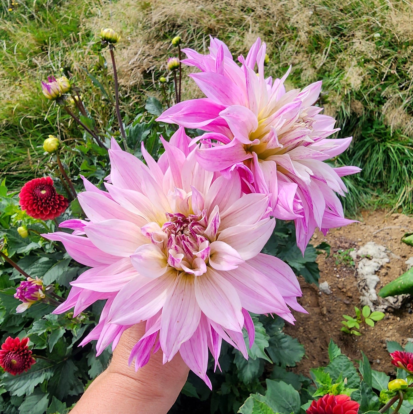 Dahlia Tuber | Labyrinth Two Tone