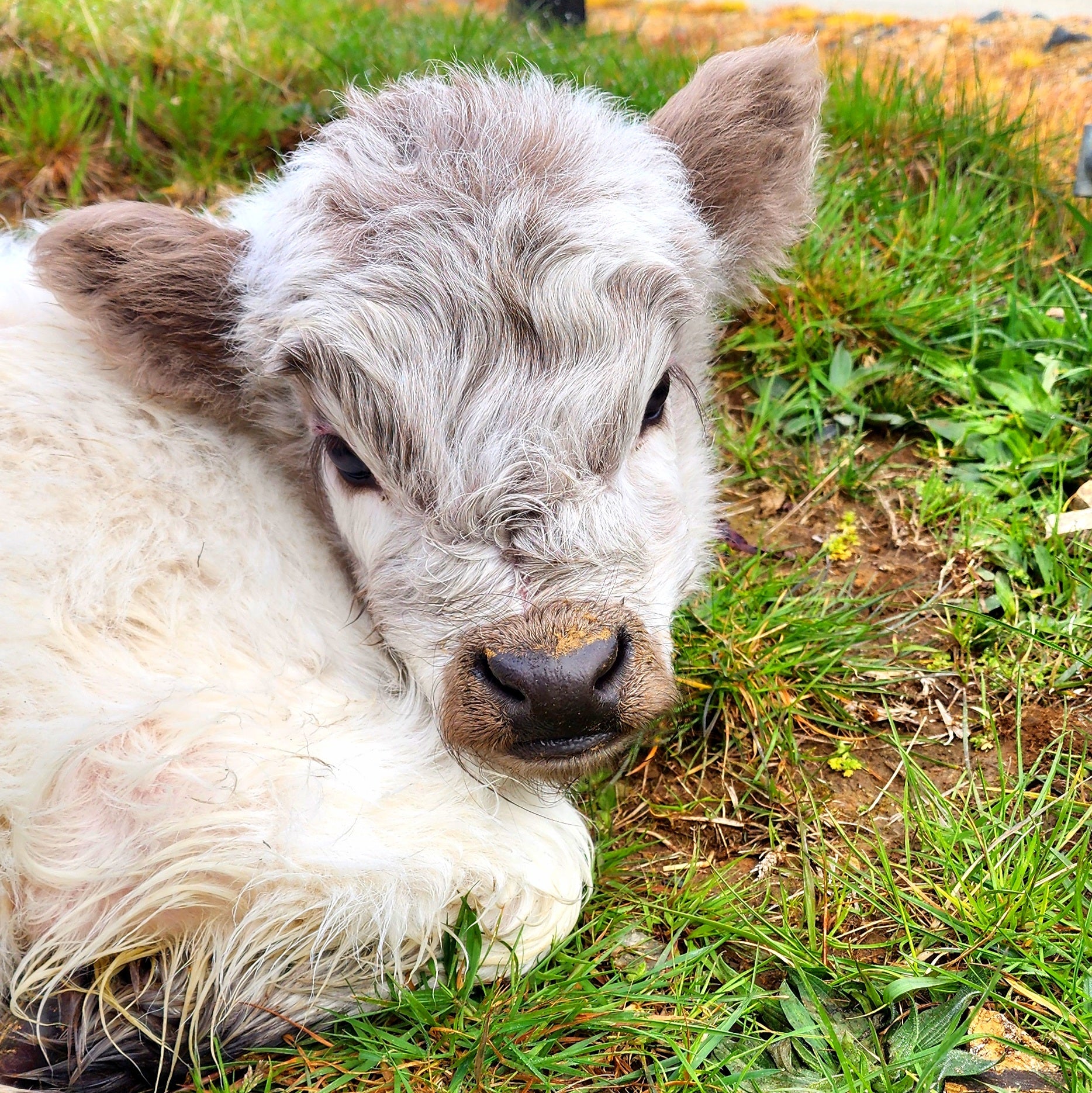 MIniature Galloway and MIniature Highland Calves from Marlowe Park