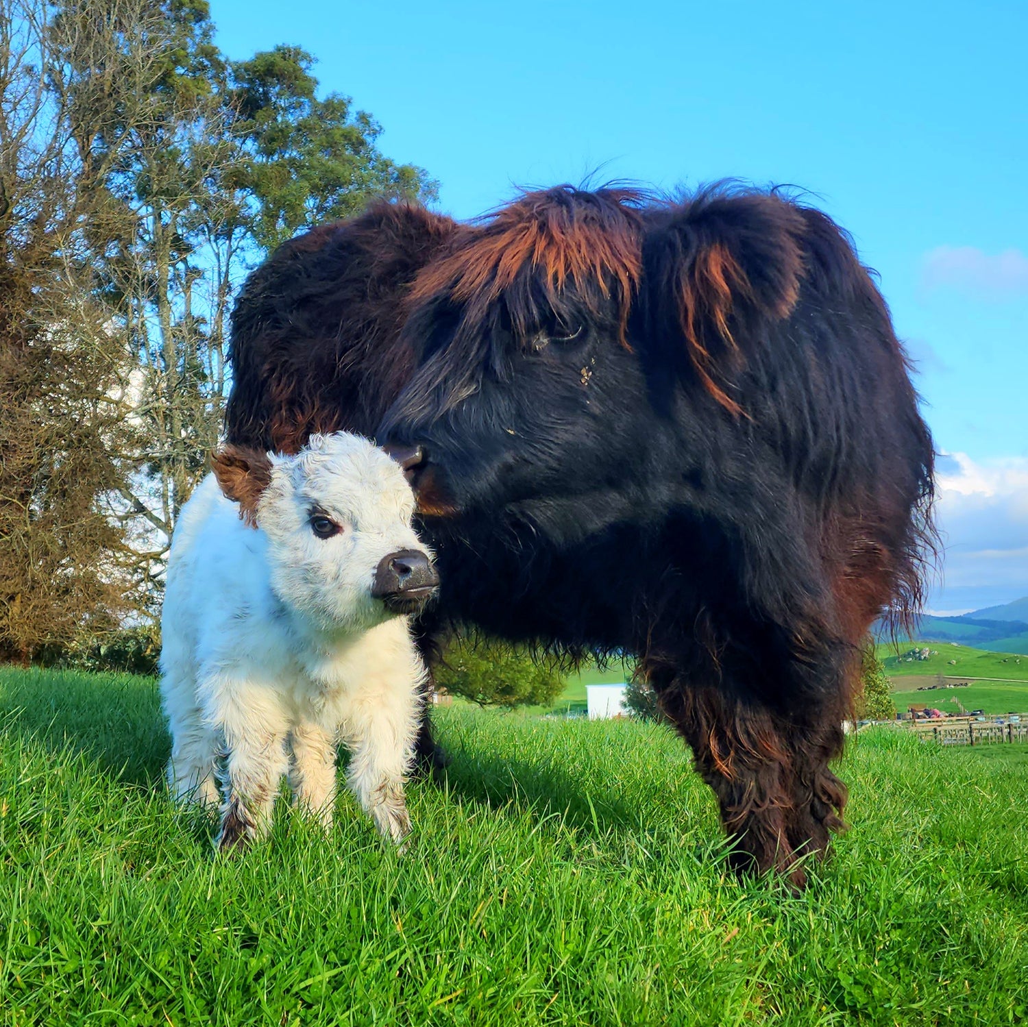 MIniature Galloway and MIniature Highland Calves from Marlowe Park