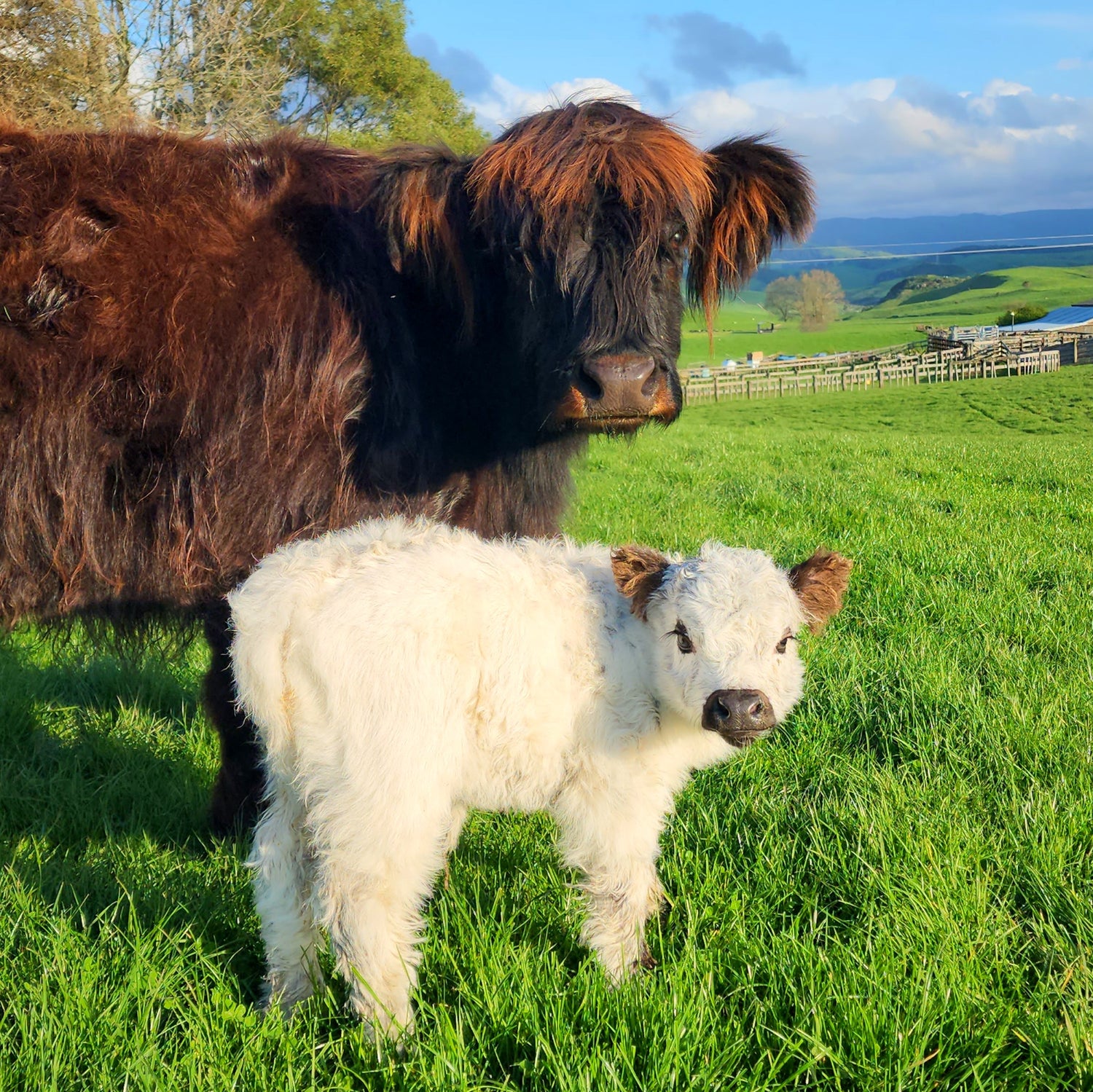MIniature Galloway and MIniature Highland Calves from Marlowe Park