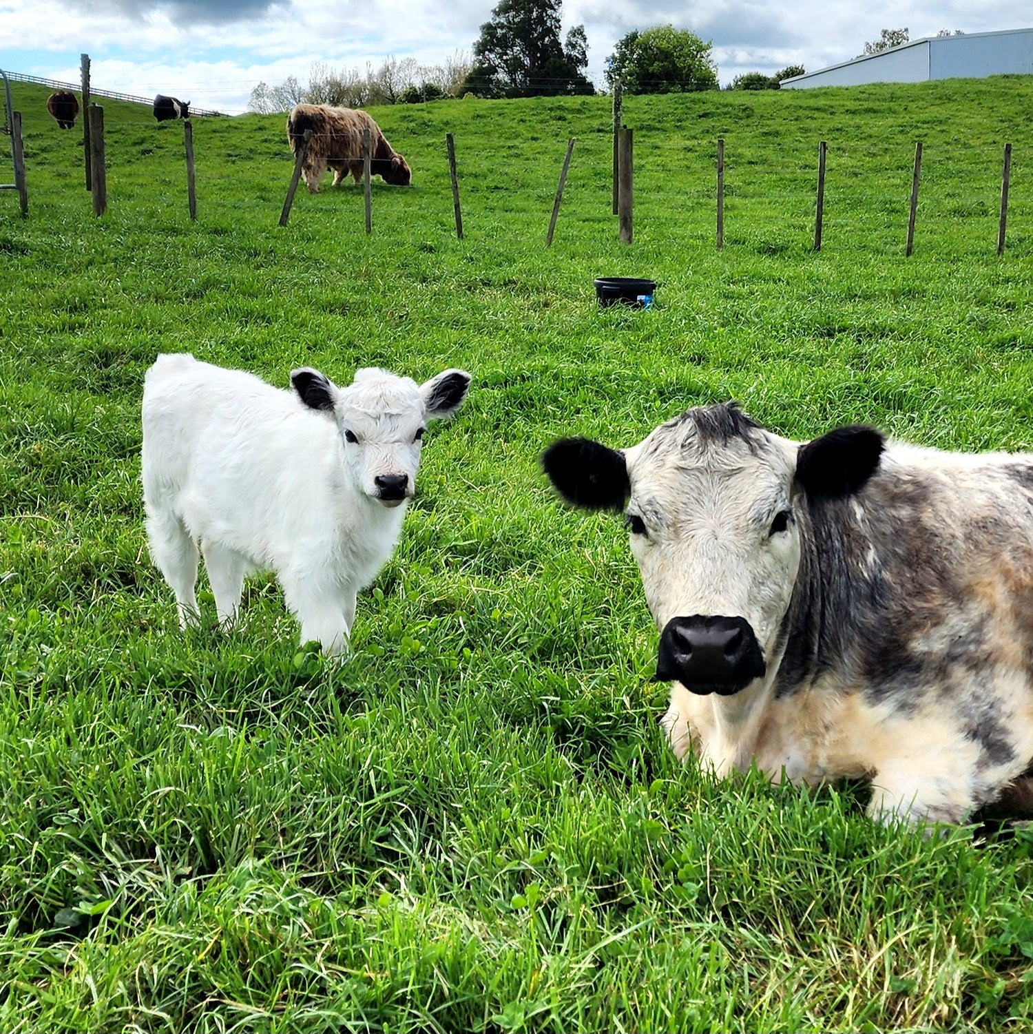 MIniature Galloway cross Miniature Speckle Park Calf from Marlowe Park