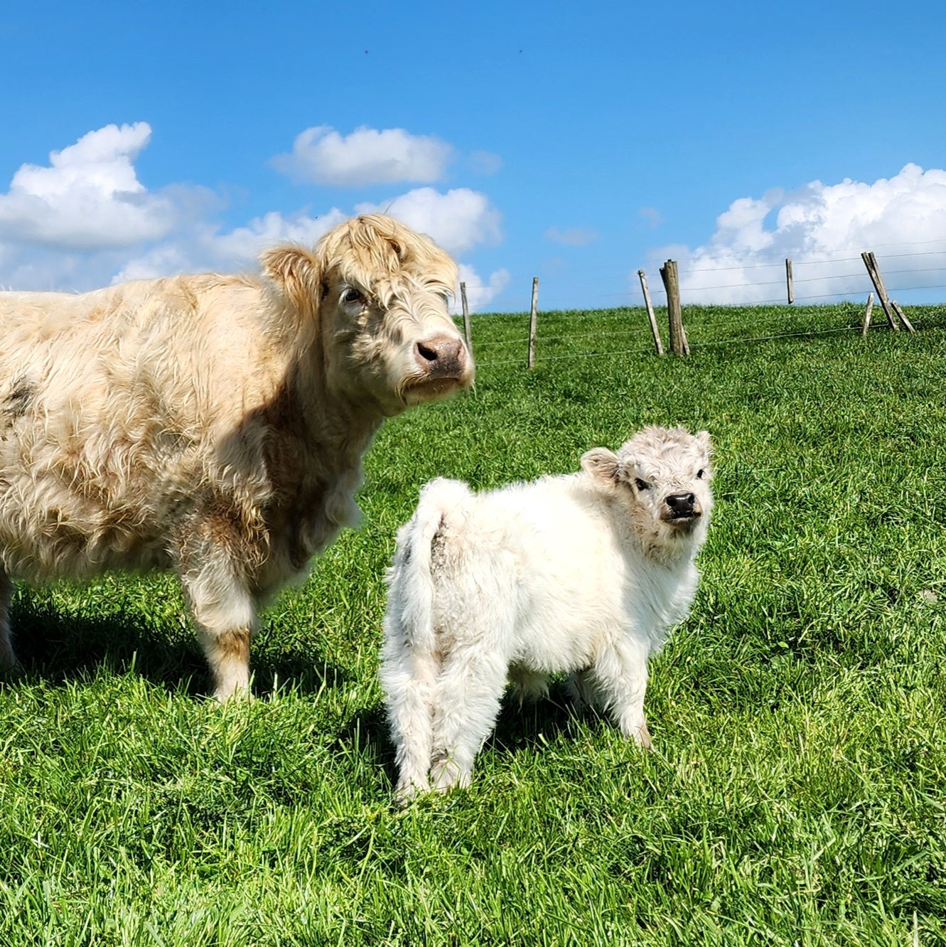 MIniature Galloway and MIniature Highland Calves from Marlowe Park