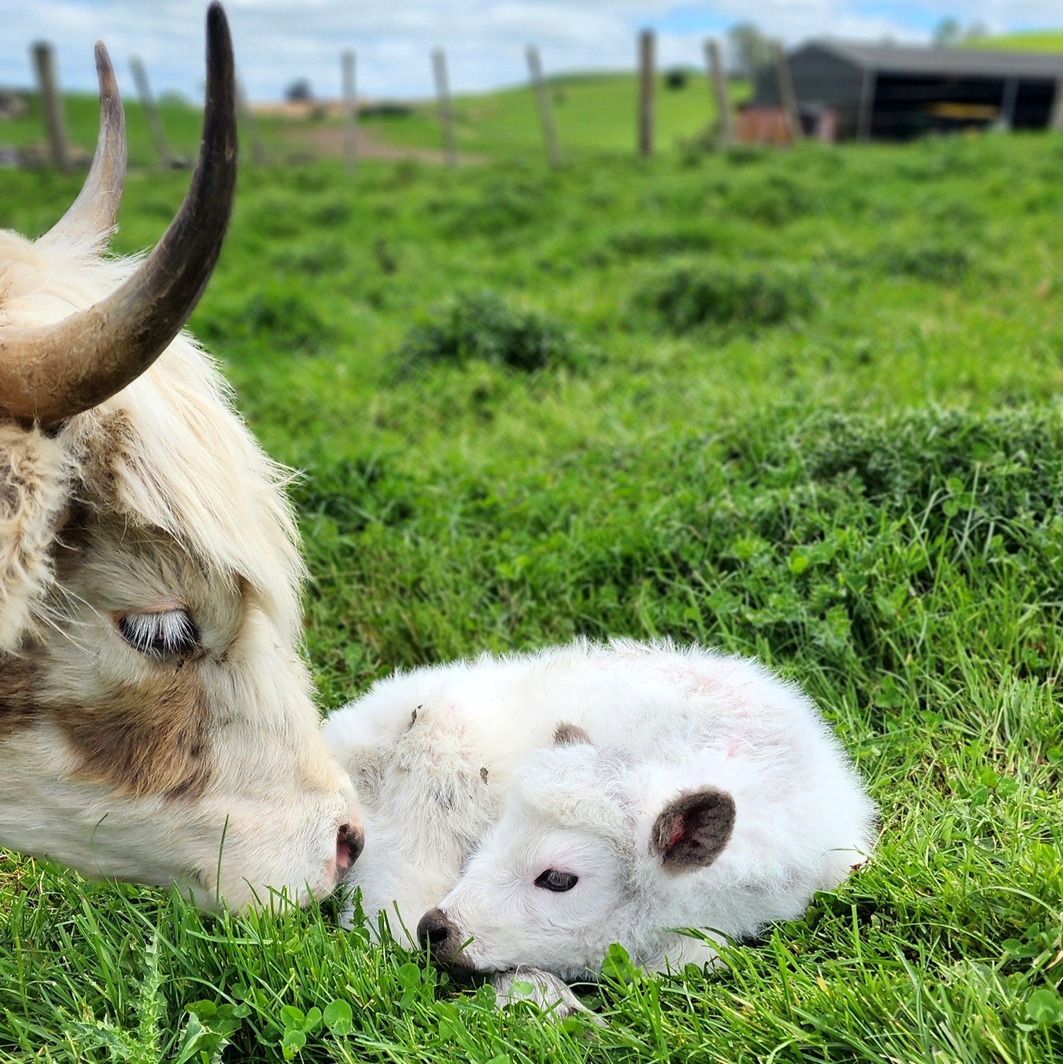 MIniature Galloway and MIniature Highland Calves from Marlowe Park