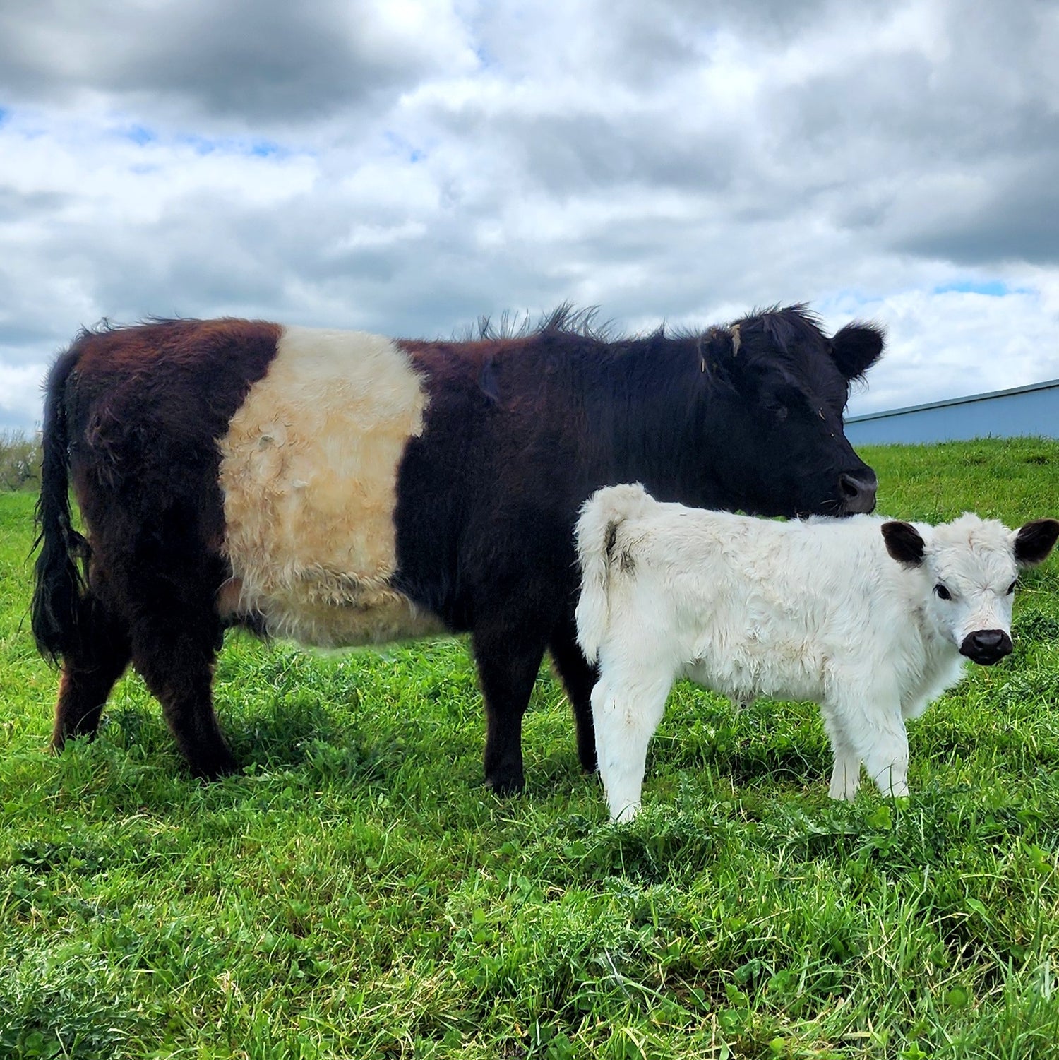 MIniature Belted Galloway cross MIniature White Galloway Calf from Marlowe Park