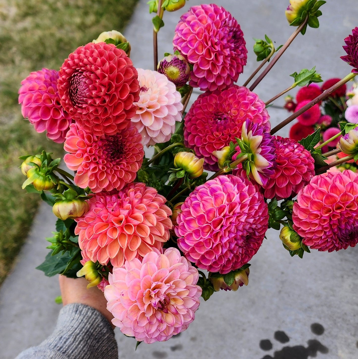 Dahlia Seeds (x30) | Mixed Ball