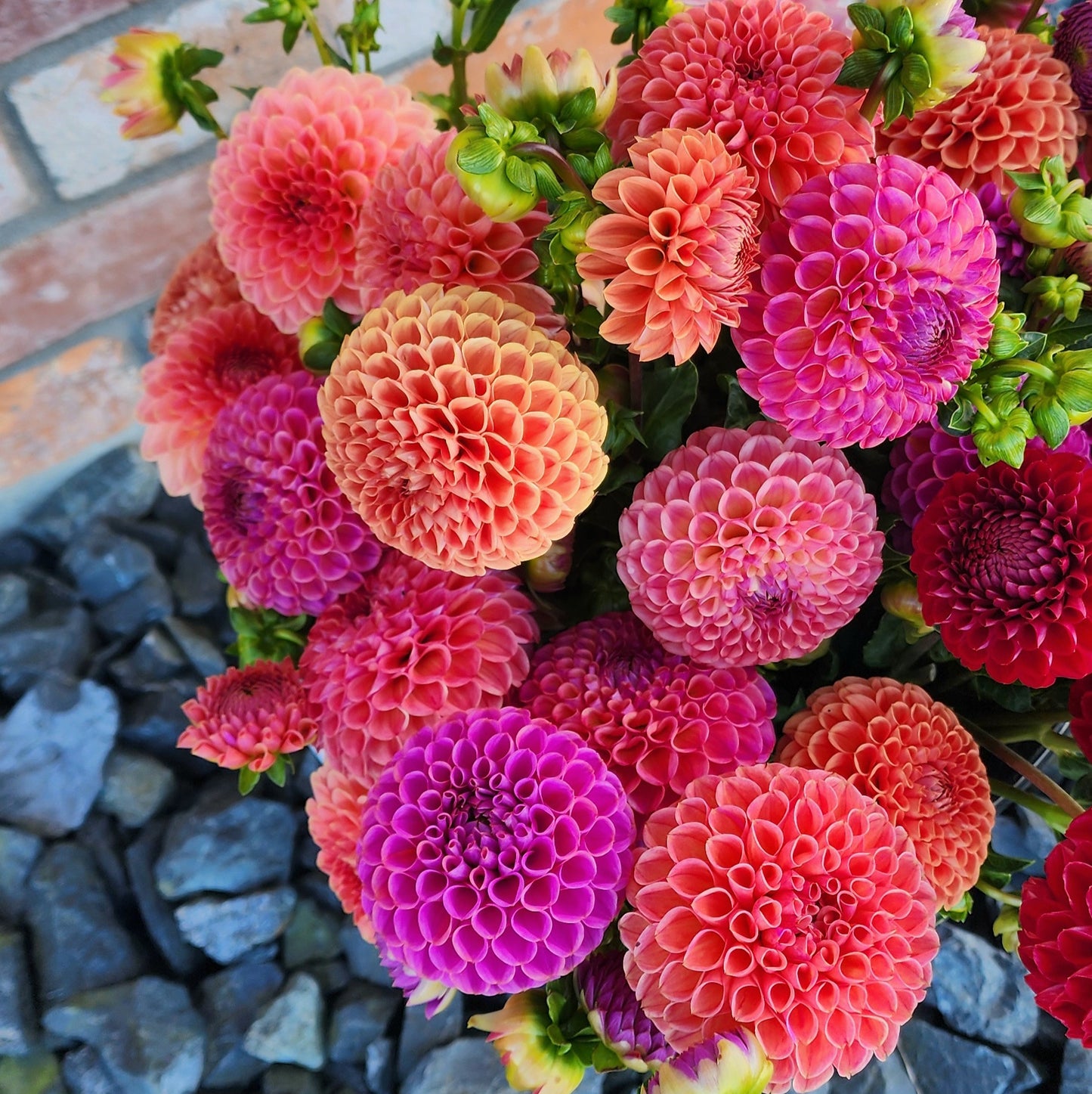 Dahlia Seeds (x30) | Mixed Ball