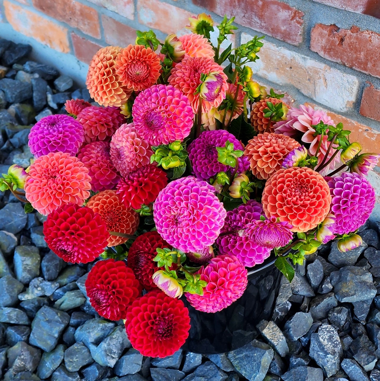 Dahlia Seeds (x30) | Mixed Ball