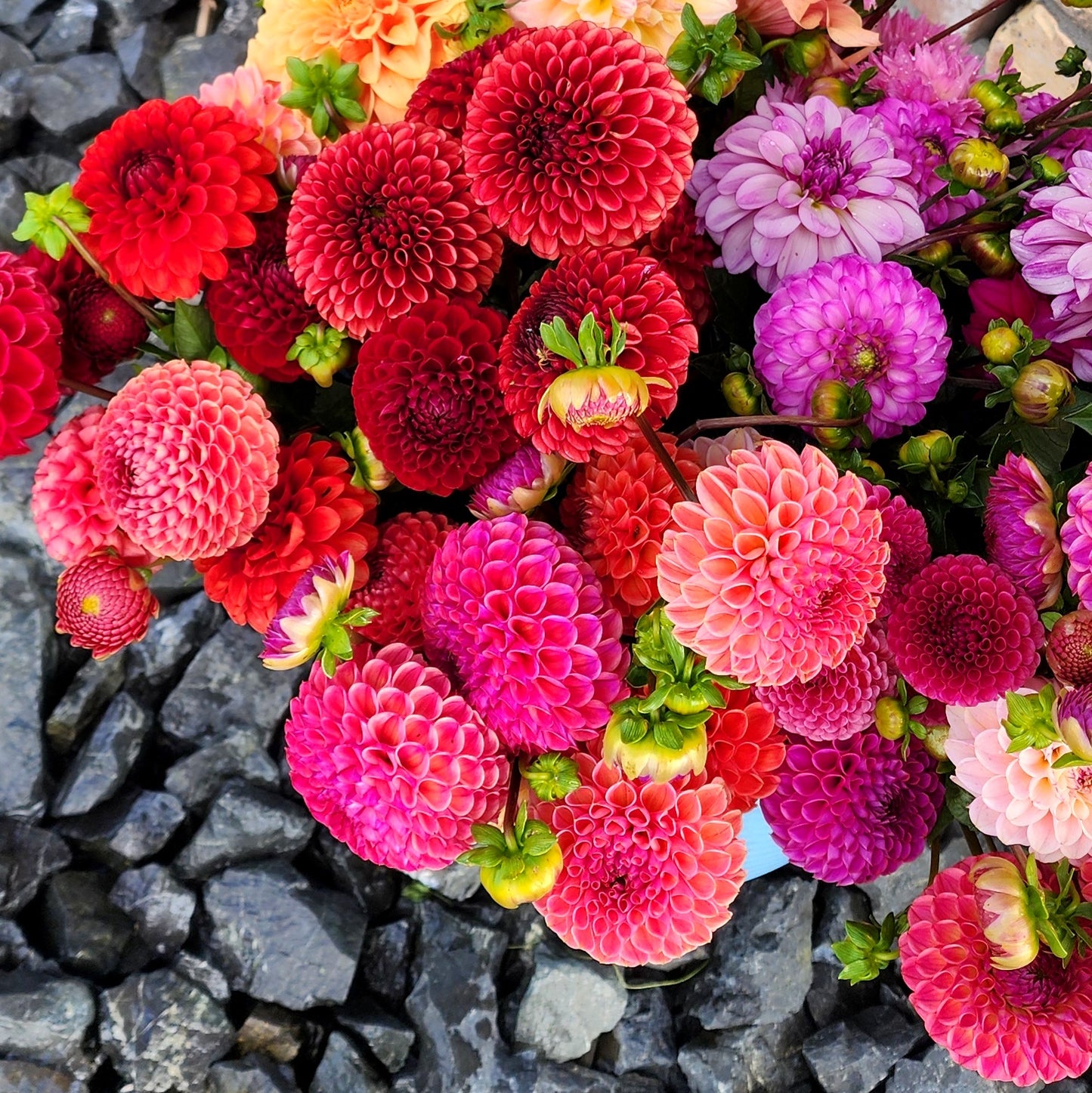 Dahlia Seeds (x30) | Mixed Ball