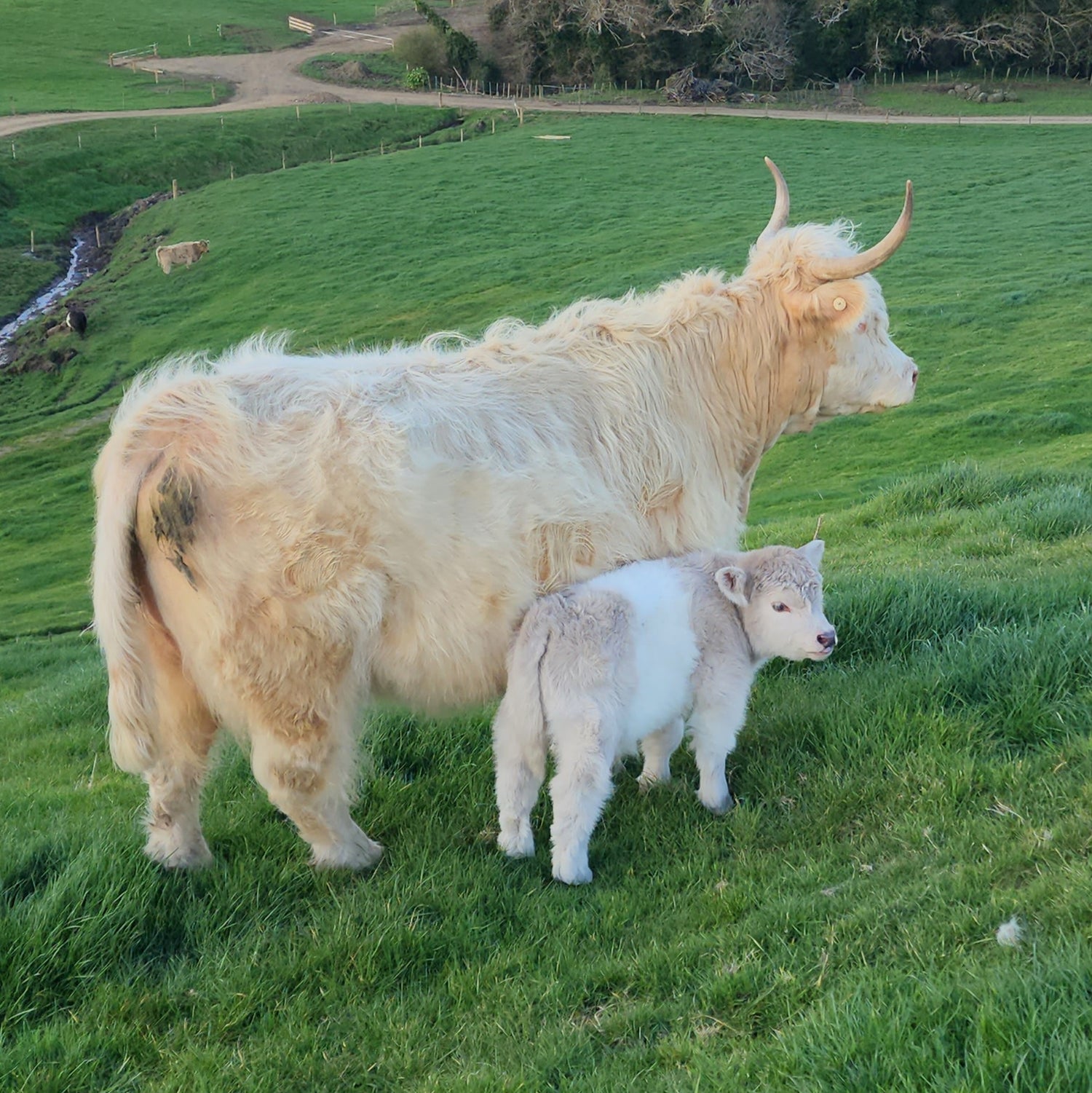 Miniature Highland cross Belted Galloway calf at Marlowe Park Miniature Cattle