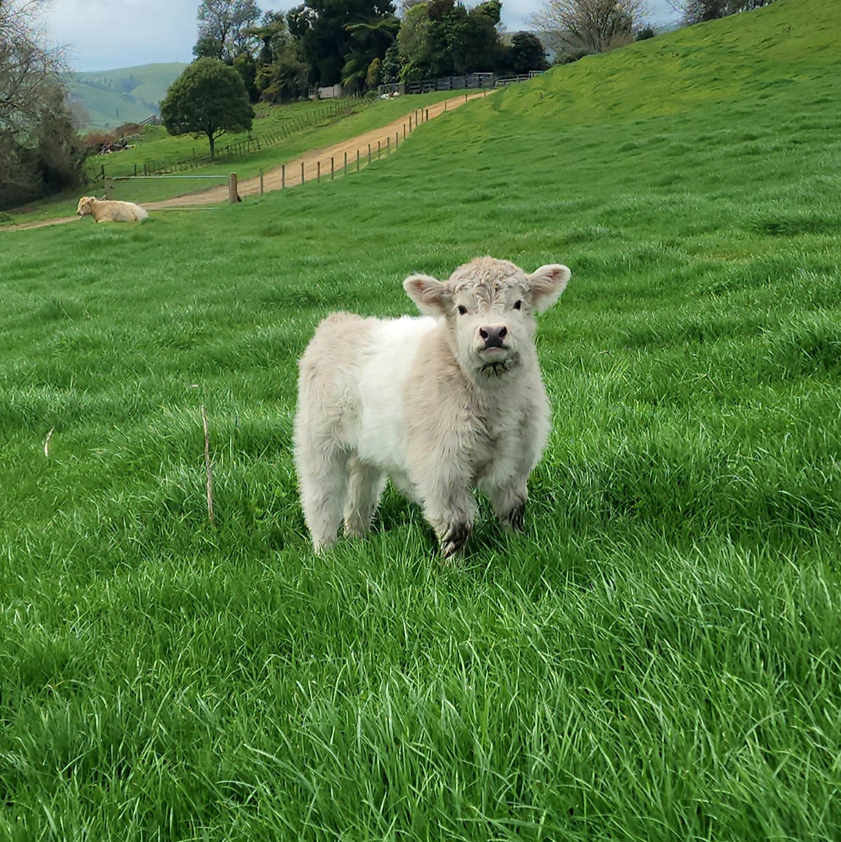 Miniature Belted Galloway cross Highland calf silver with a belt at Marlowe Park Miniature Cattle