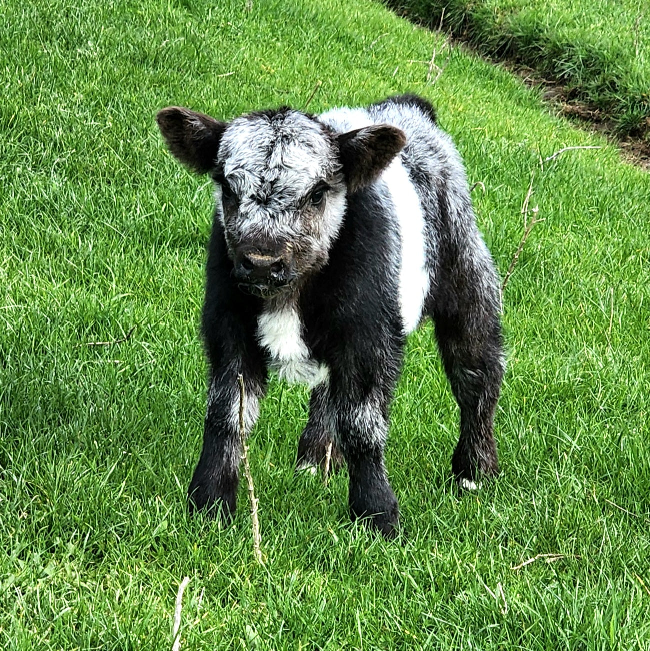 Miniature Belted Galloway cross Shorthorn calf at Marlowe Park Miniature Cattle