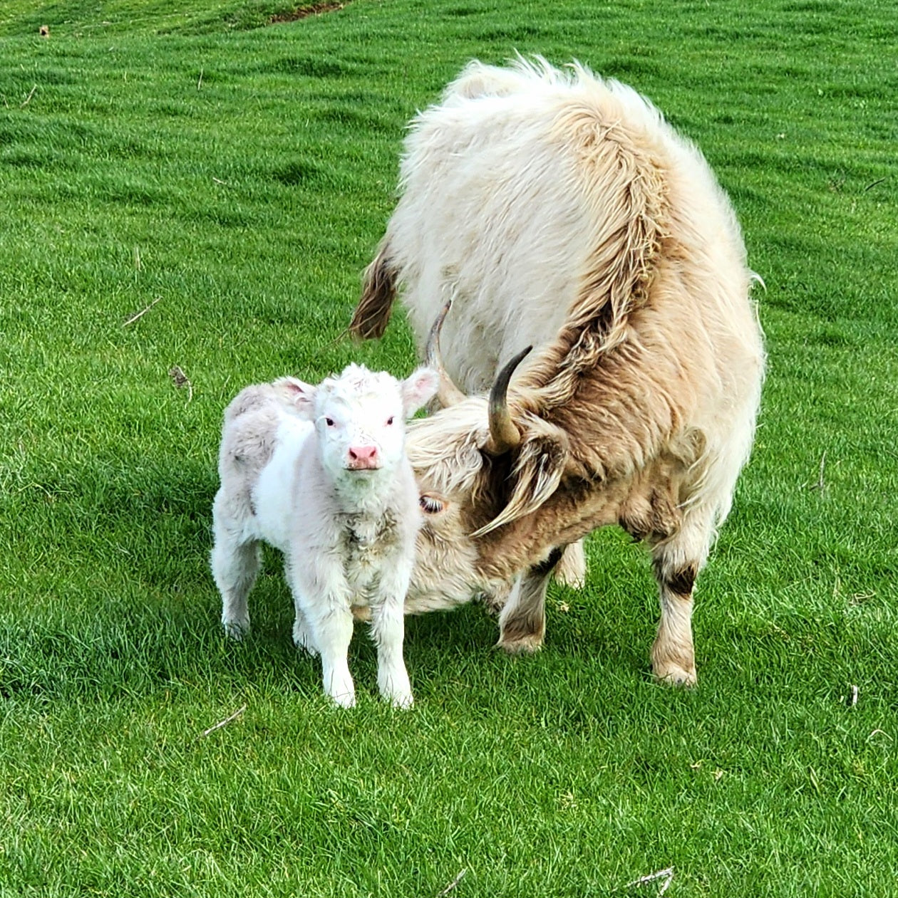 Miniature Highland cross Belted Galloway calf at Marlowe Park Miniature Cattle