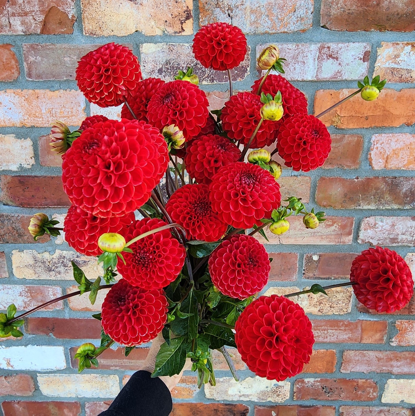 Viking Dahlia Tuber