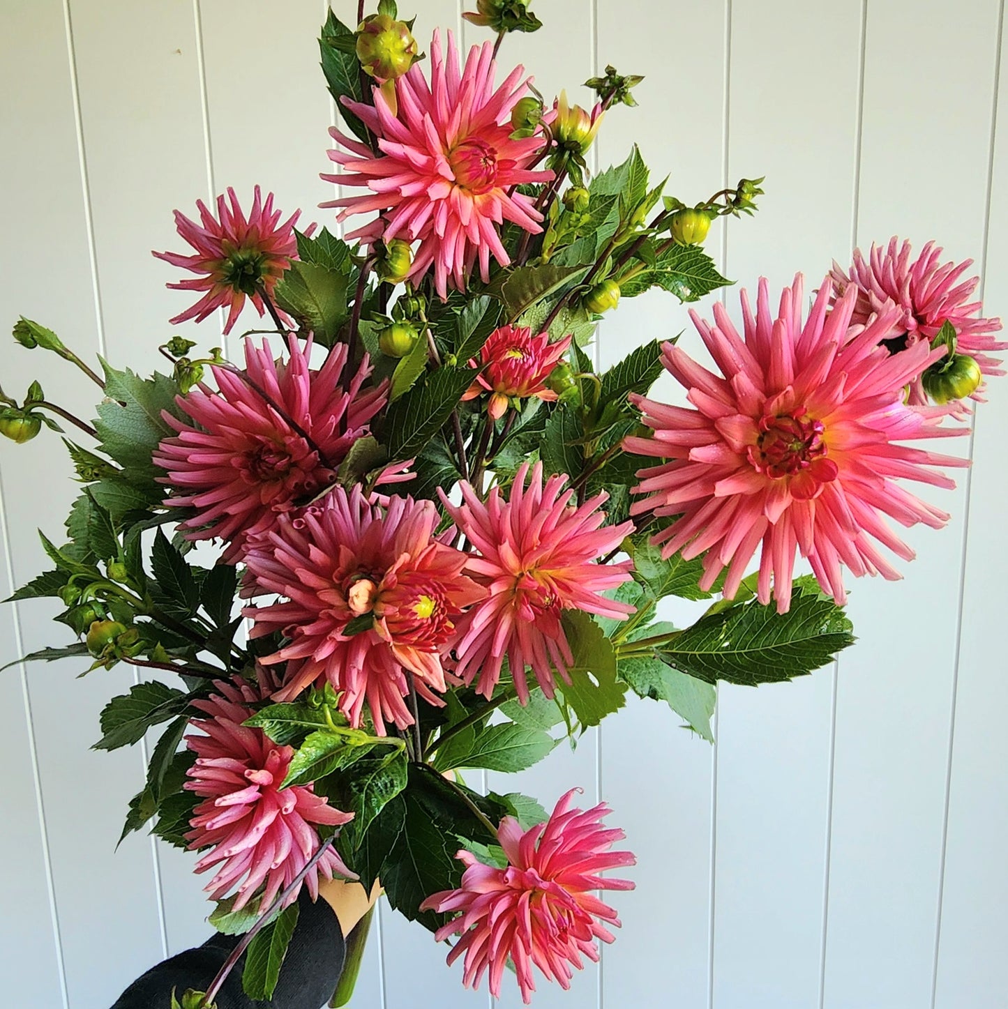 Peachy Pink Semi Cactus Dahlia Tuber