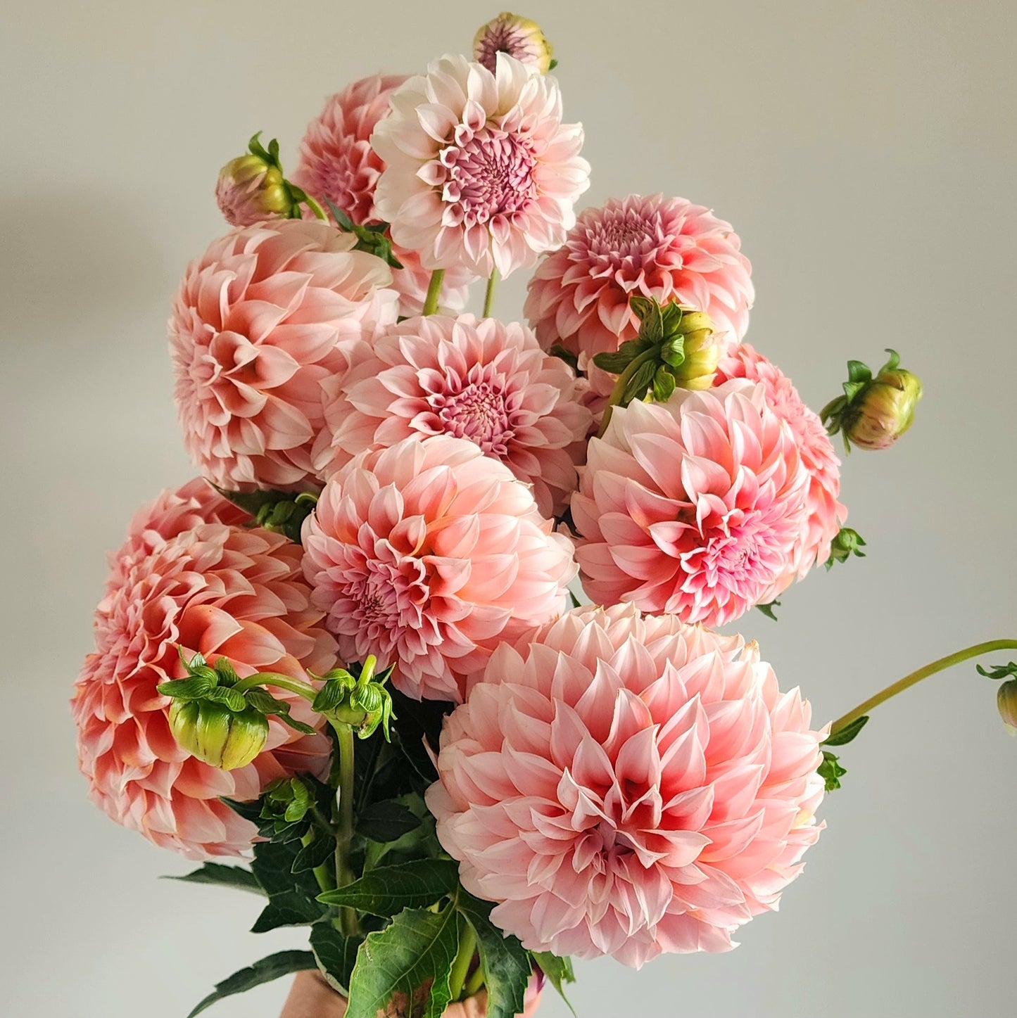 Peaches n Cream Dahlia Tuber
