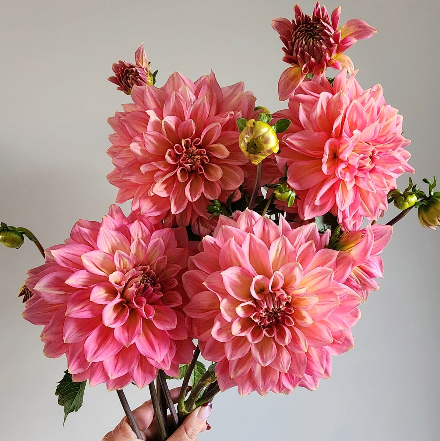 Cameo Peach Dahlia Tuber