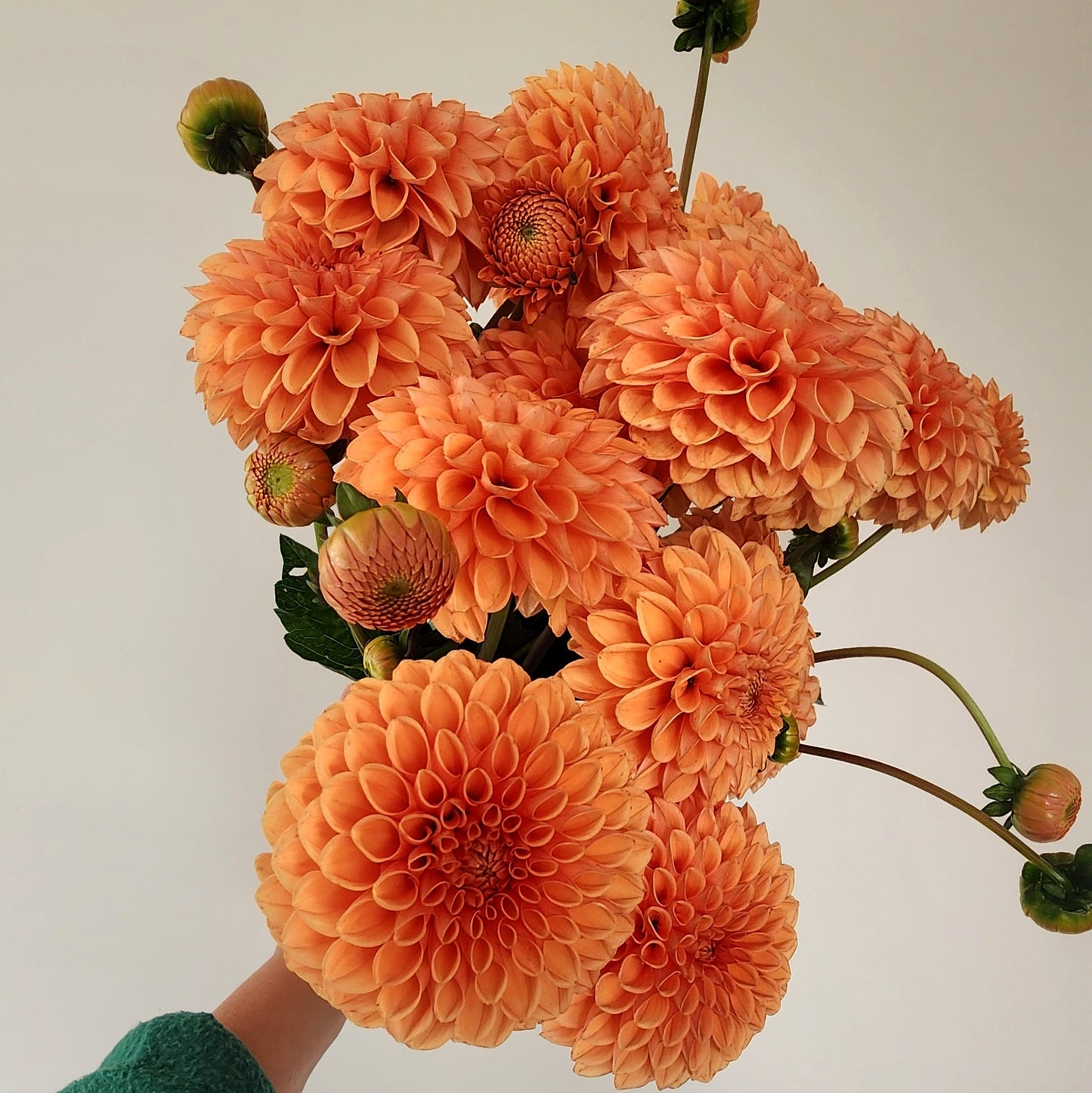 Sylvia (Maarn) Dahlia Tuber